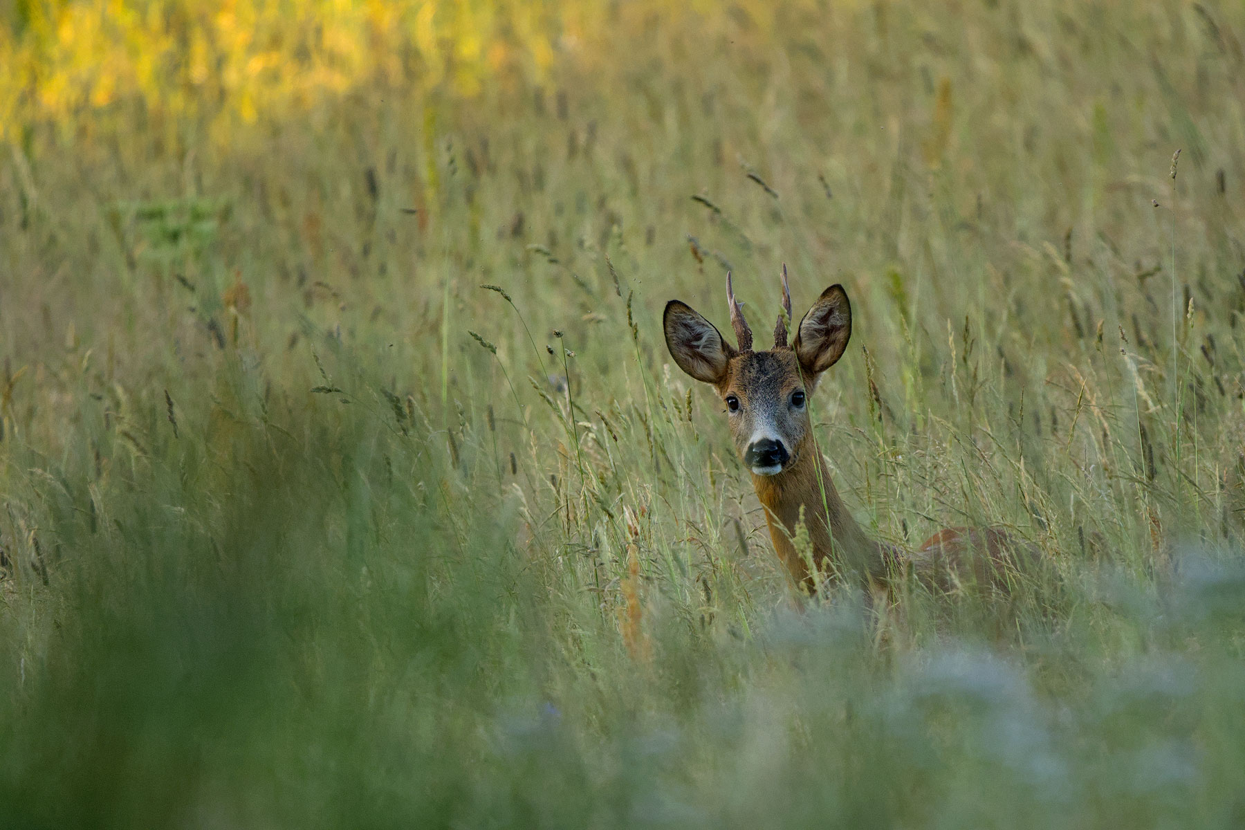un capriolo all'alba