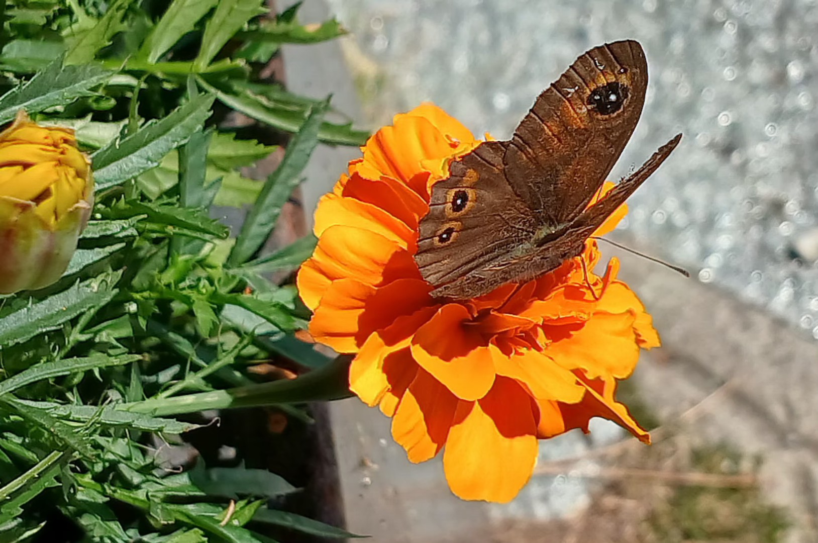 Farfalla