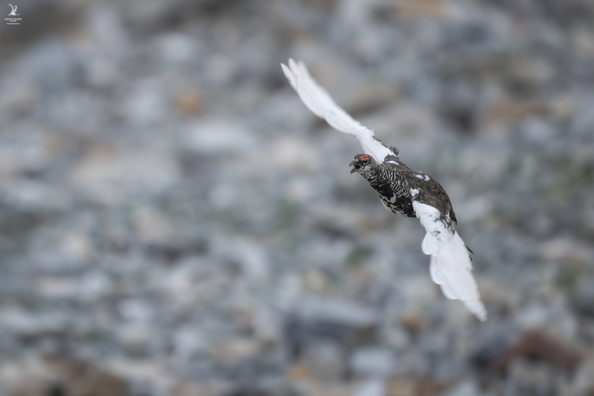 Ptarmigan