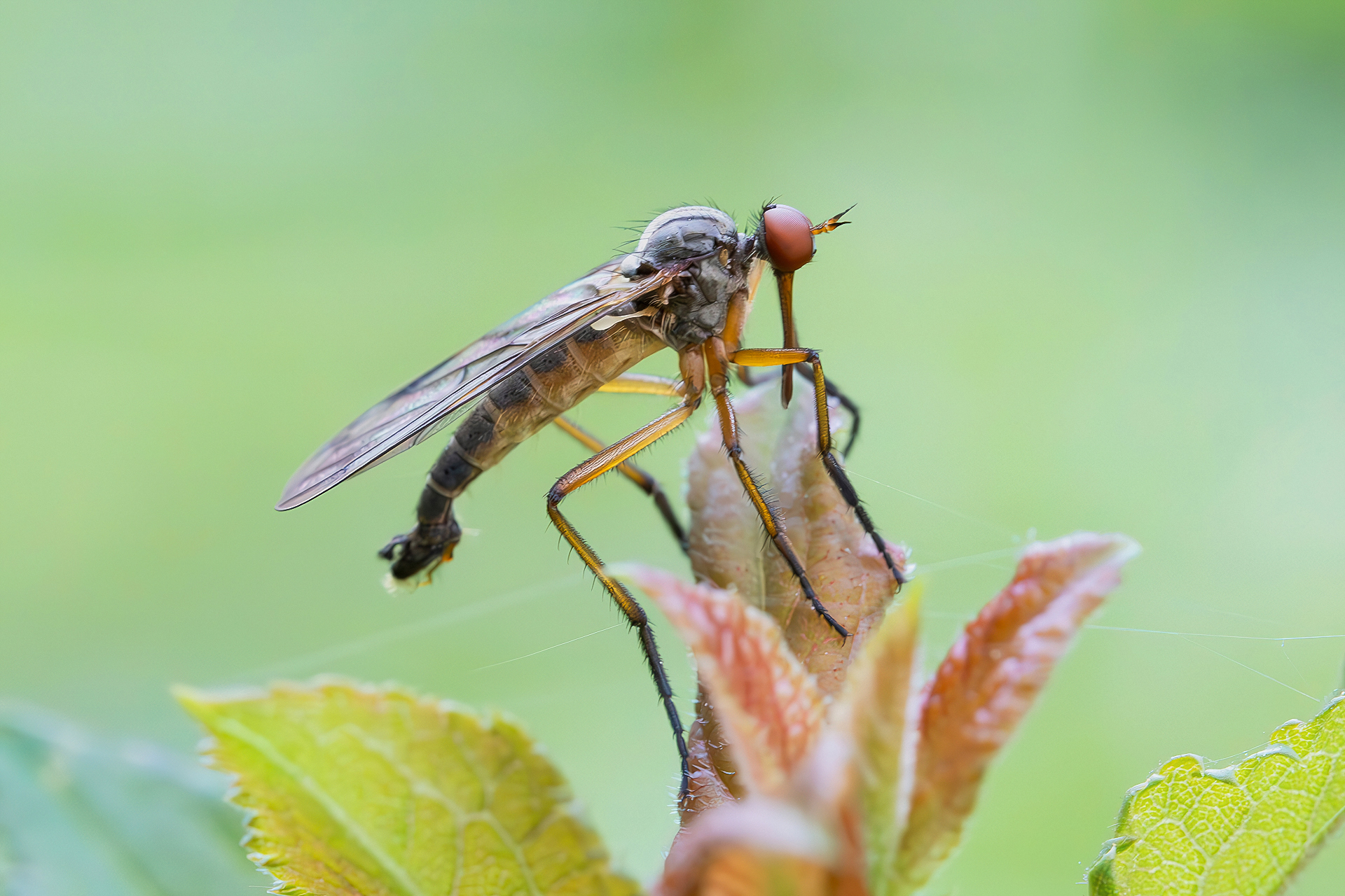Empis sp.