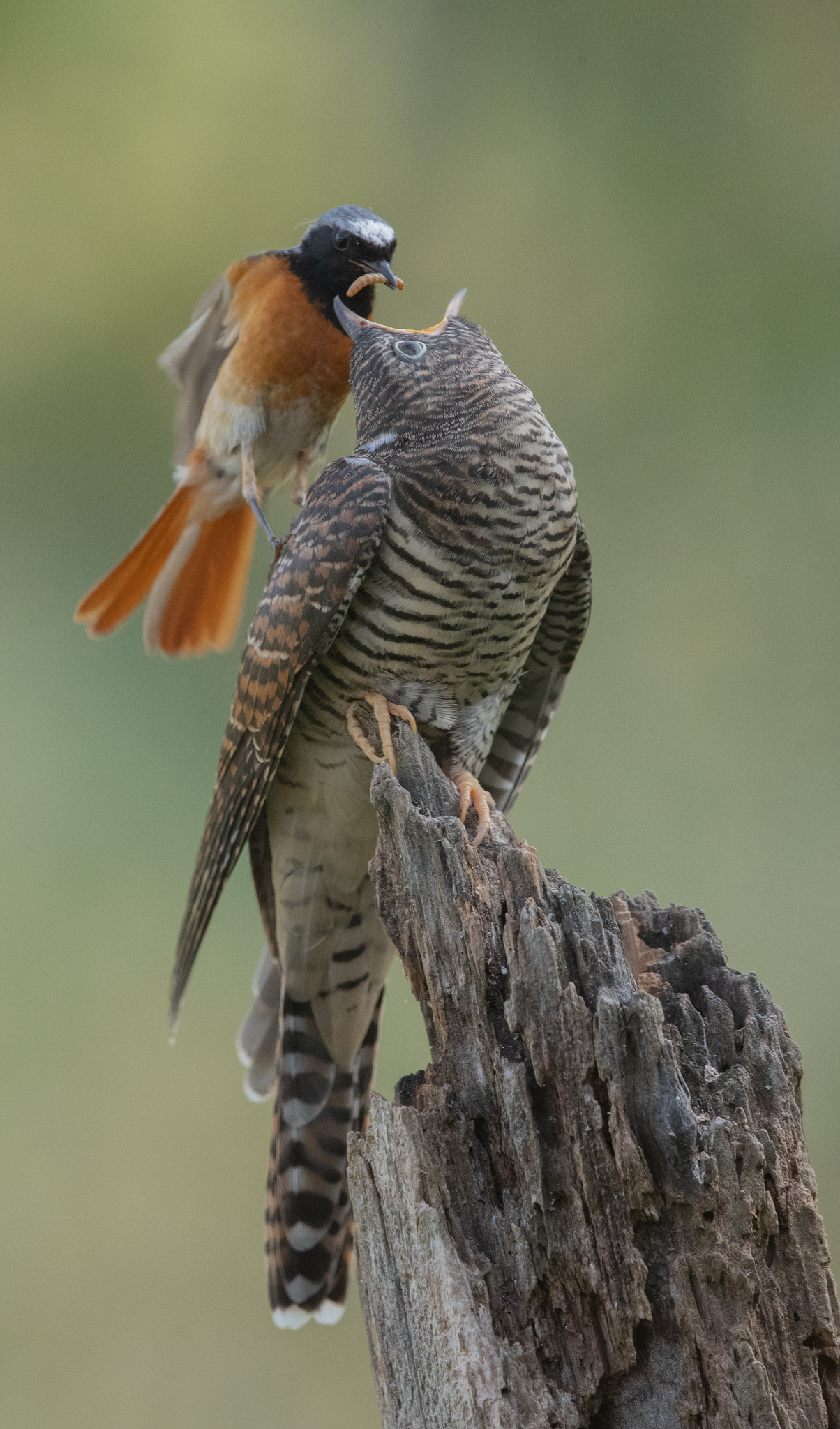 Imbeccata del cuculo
