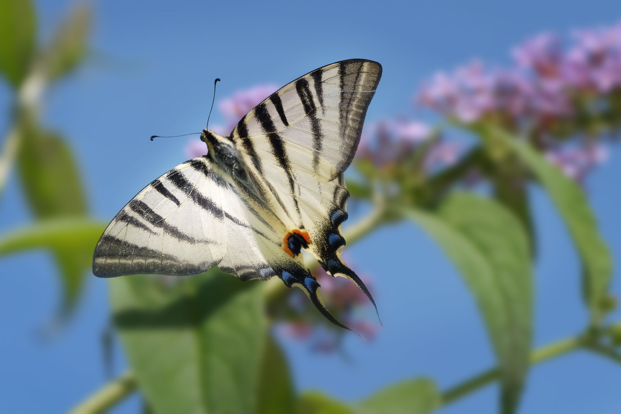 Podalirio su budleja