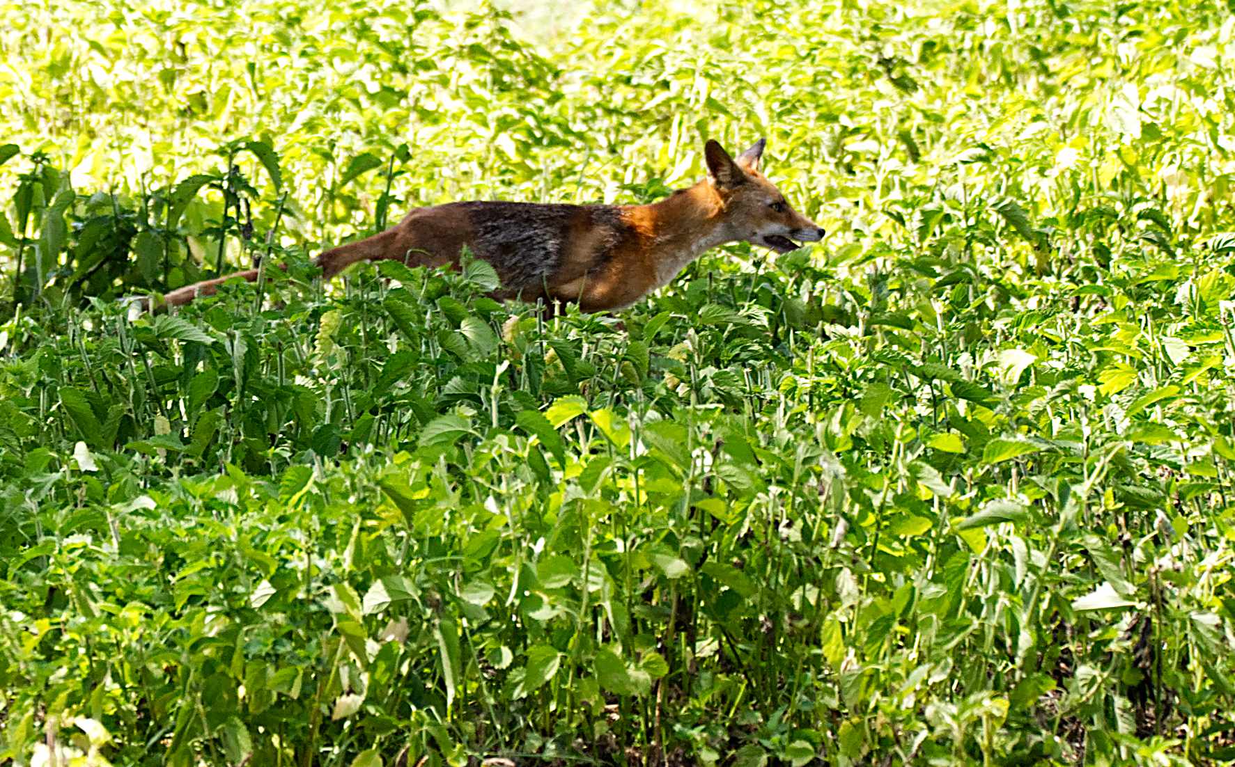 la caccia della volpe 3