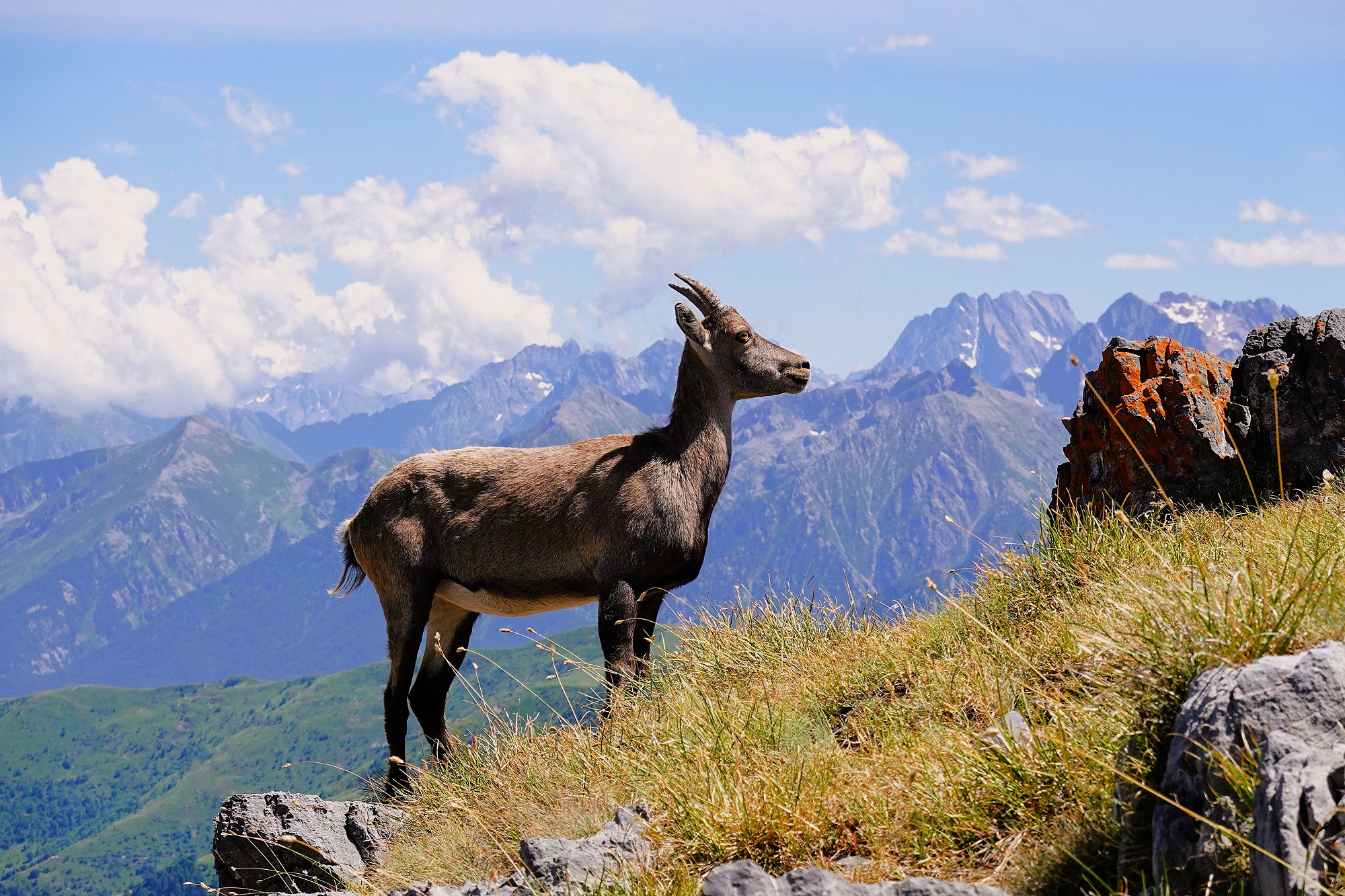 the kingdom of the ibex....
