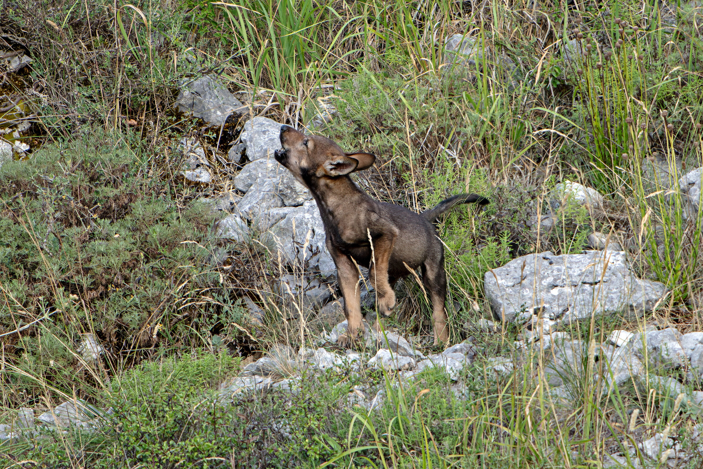 L'ululato del lupetto