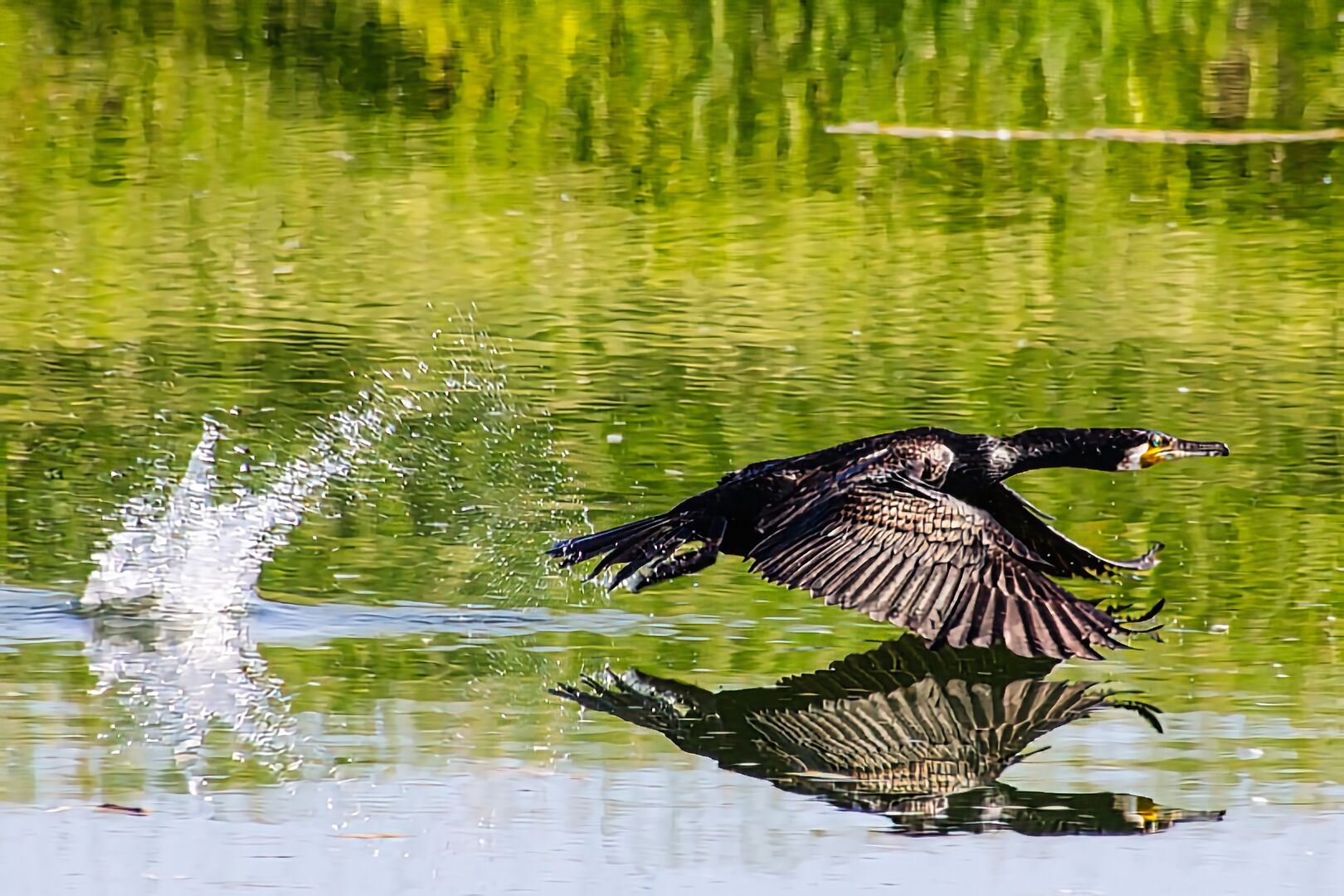 Cormorano in decollo