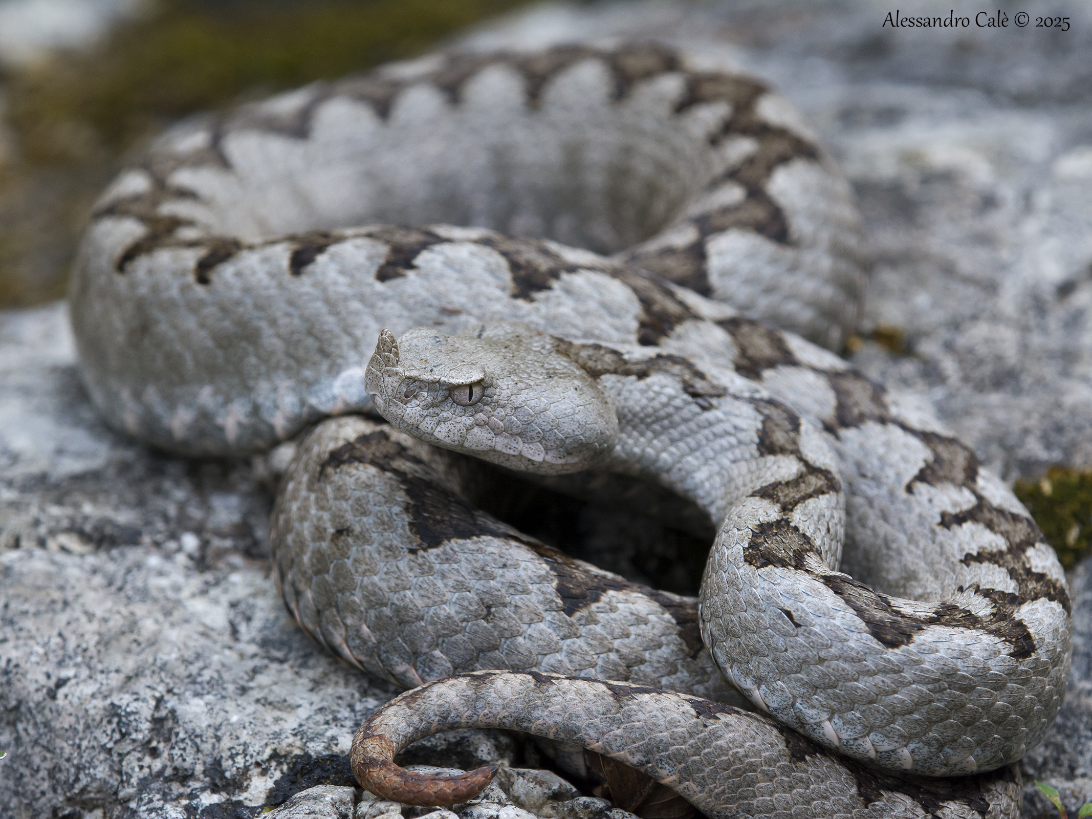 Vipera ammodytes (Horn Viper) 6778