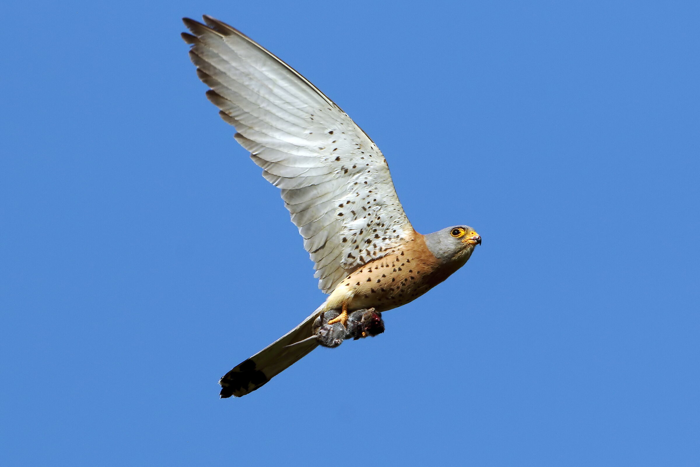 Maschietto di Lesser Kestrels: not only crickets...