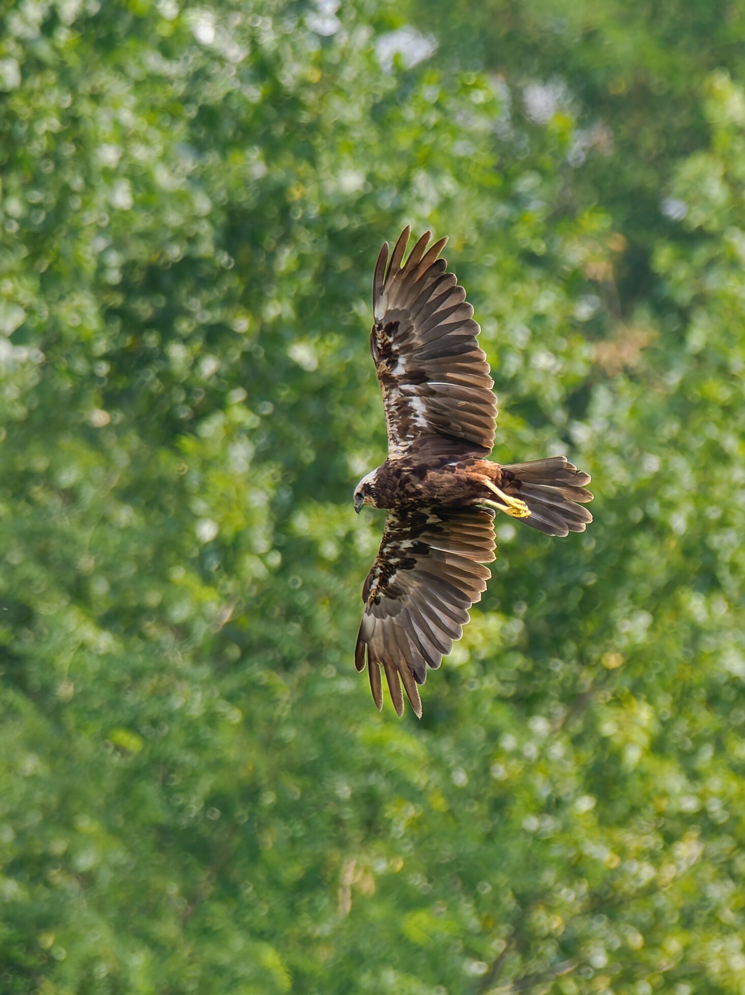 Marsh Harrier