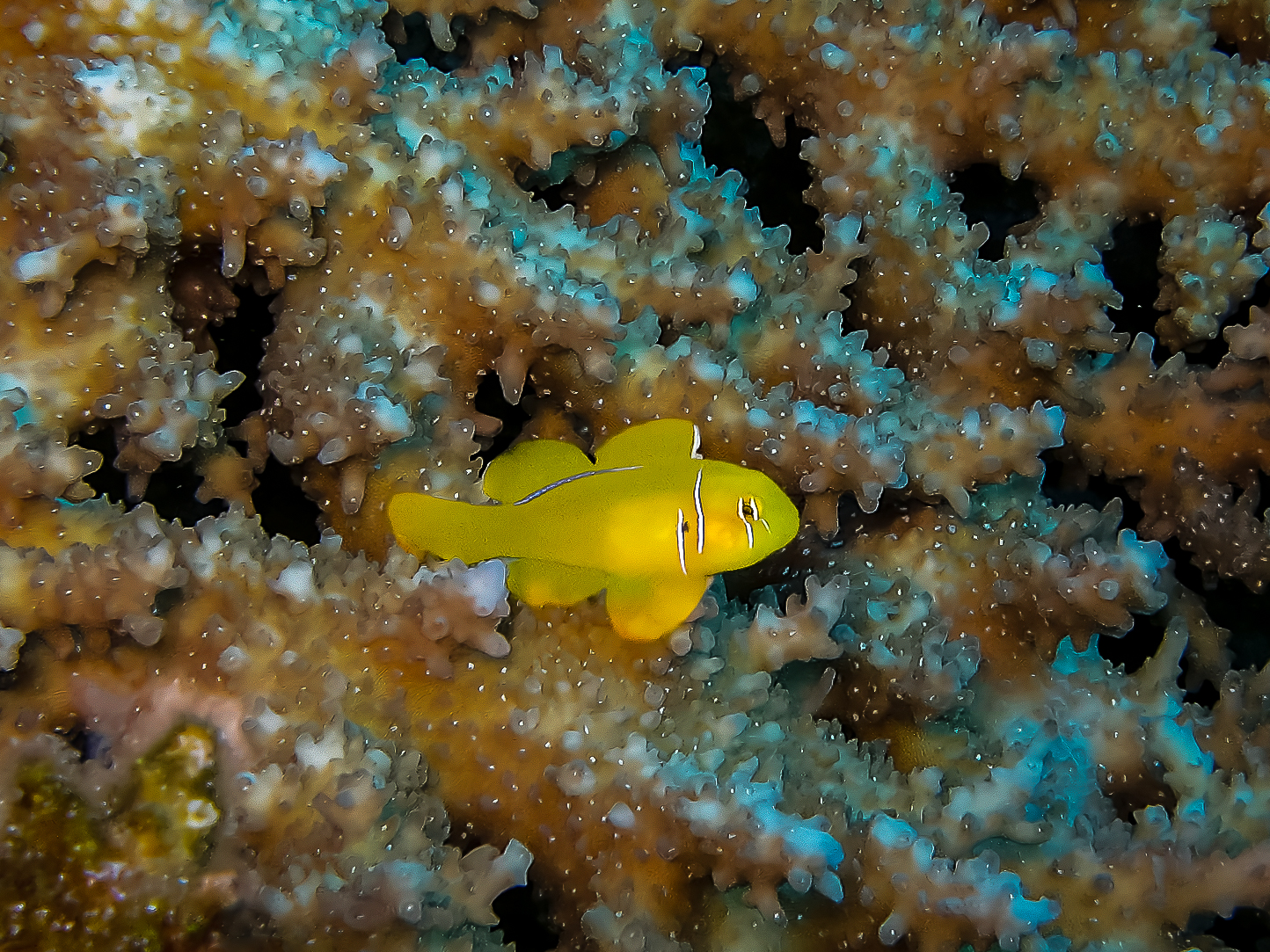 Piccolo pesce giallo
