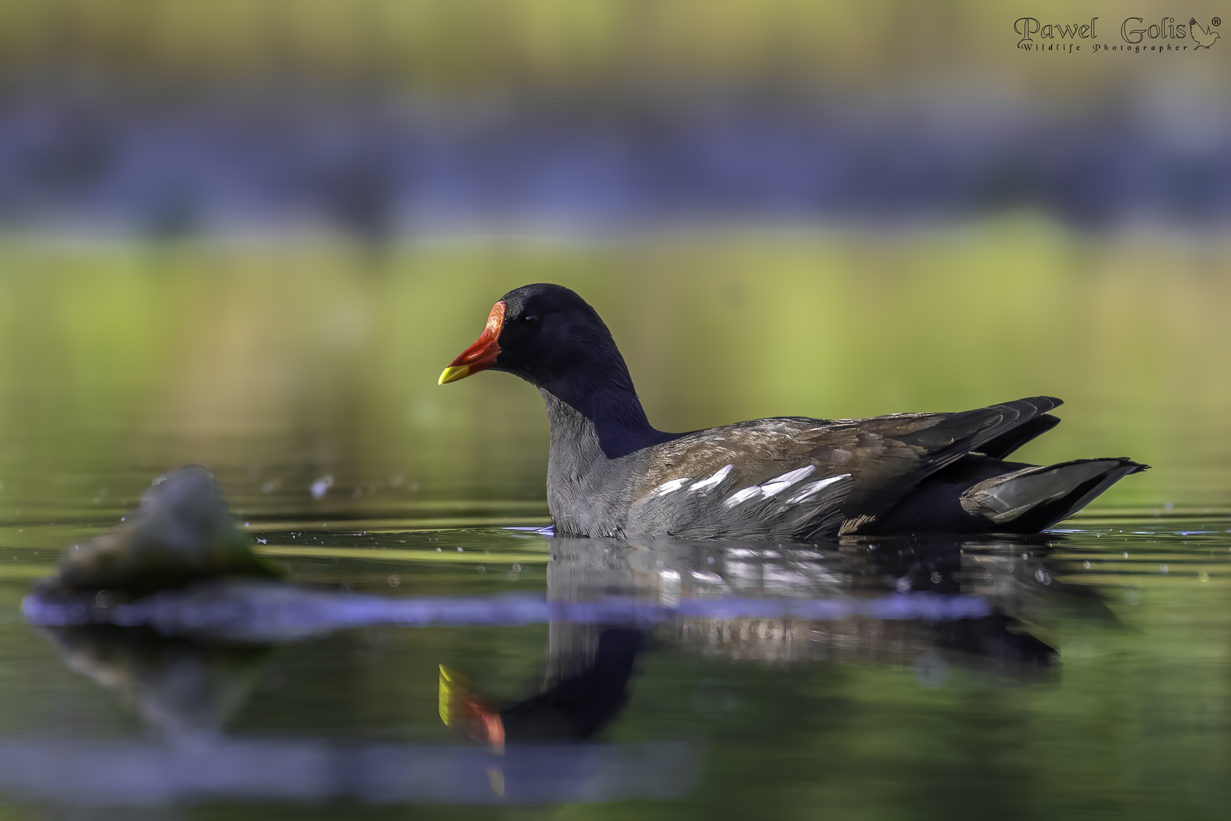 Gallinella d'acqua (Gallinula chloropus)