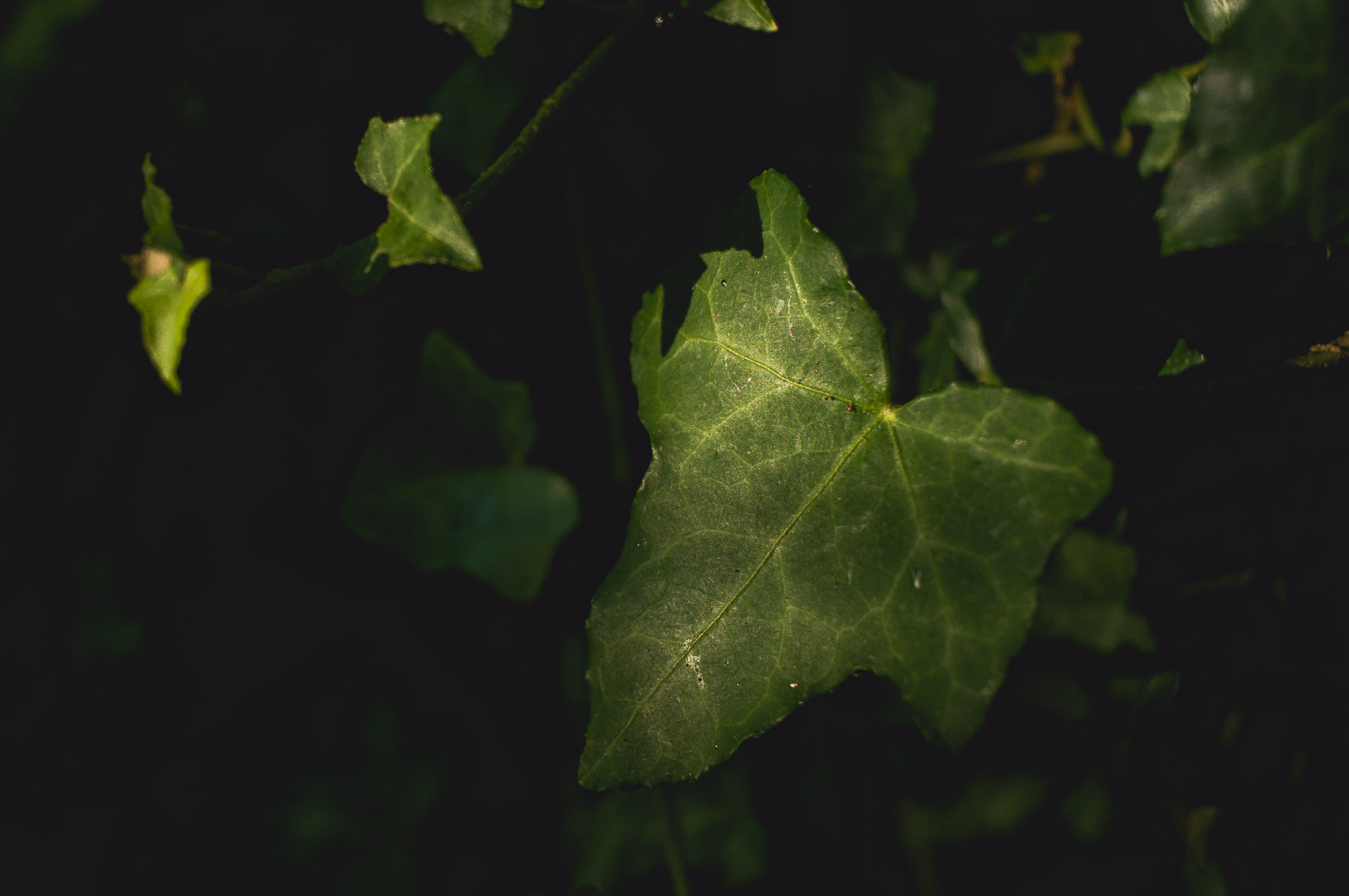 20 minuti nel bosco 1/8