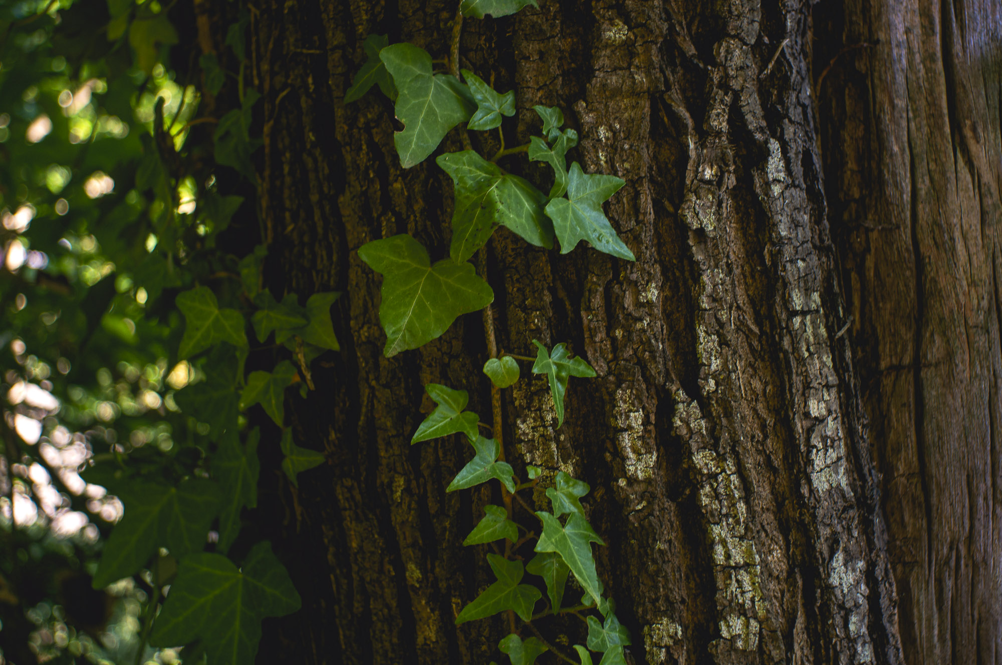 20 minuti nel bosco 2/8