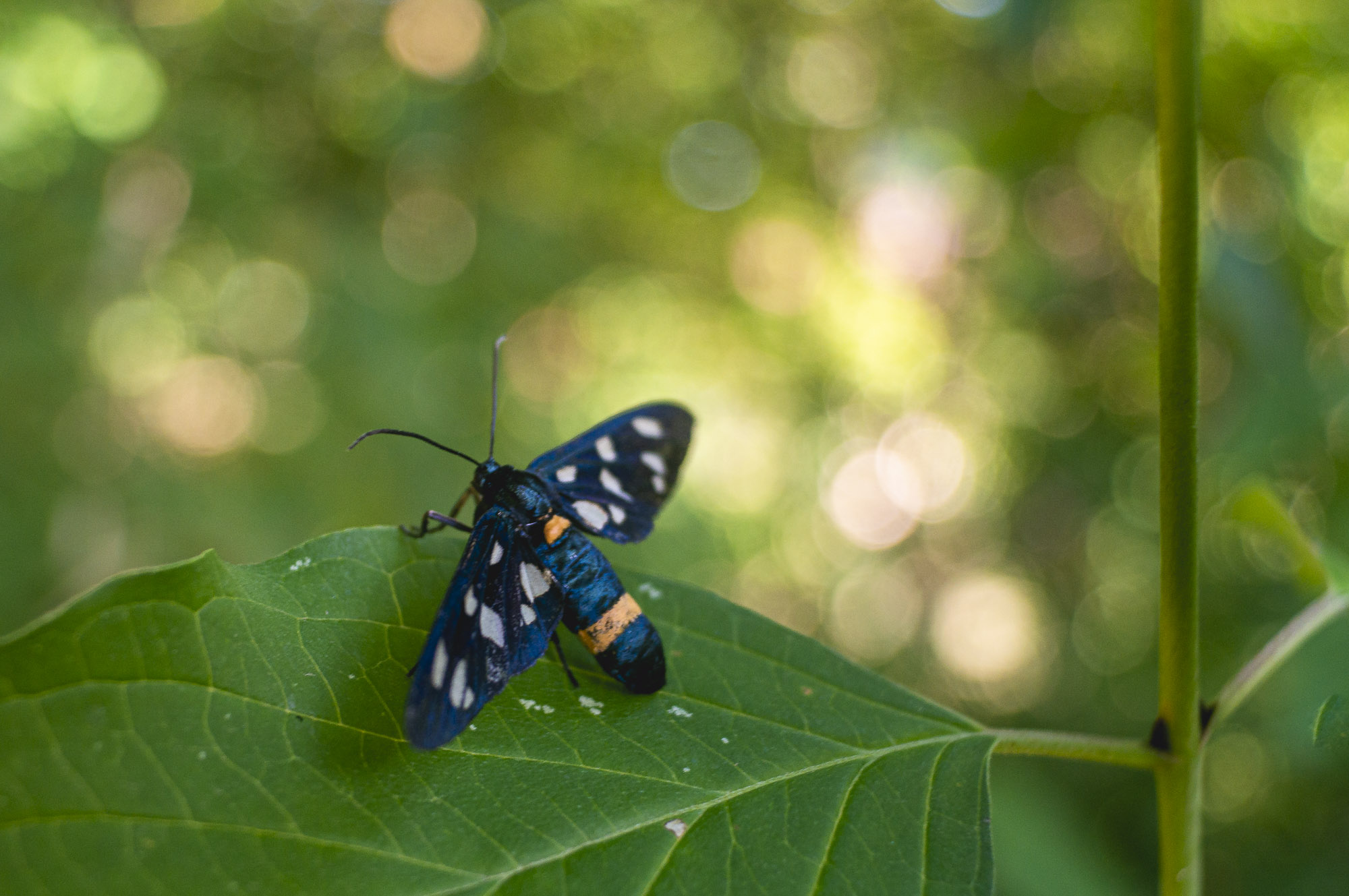 20 minuti nel bosco 3/8