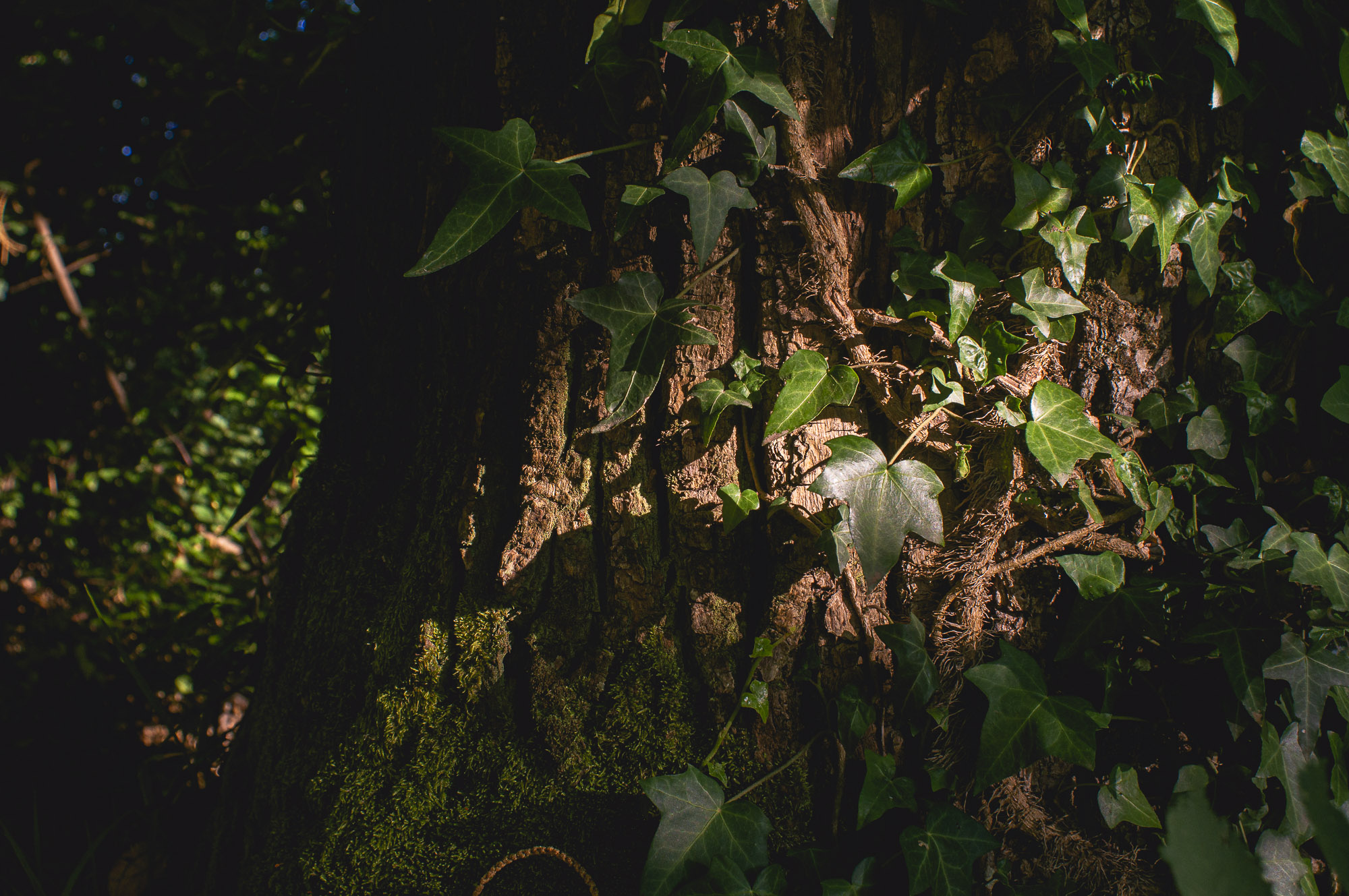 20 minuti nel bosco 4/8