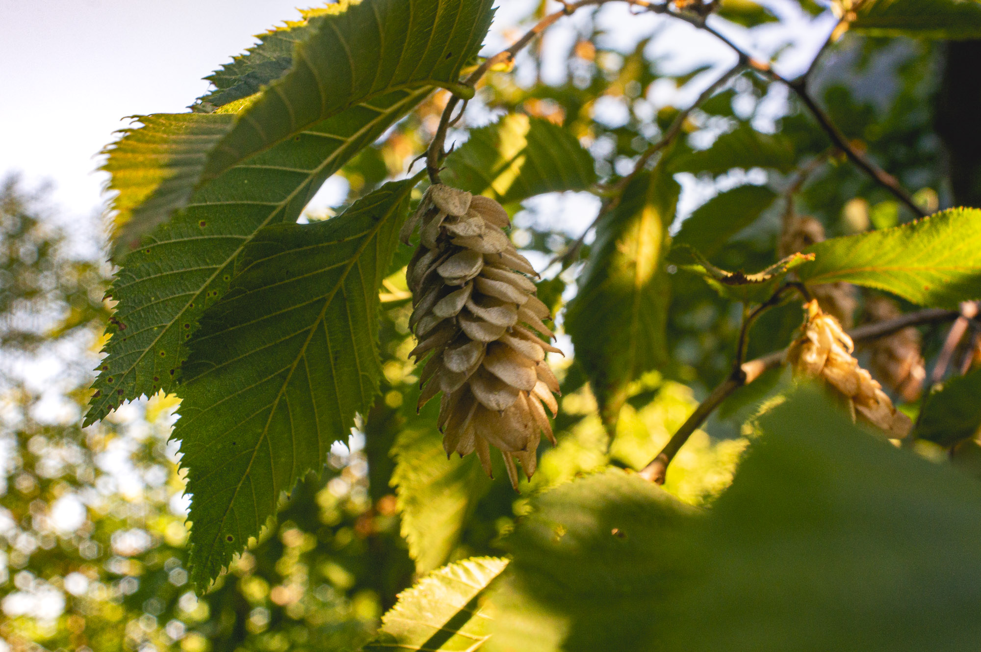 20 minuti nel bosco 5/8