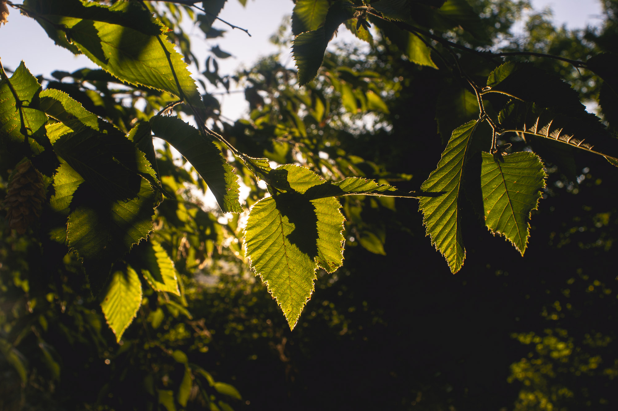 20 minuti nel bosco 6/8