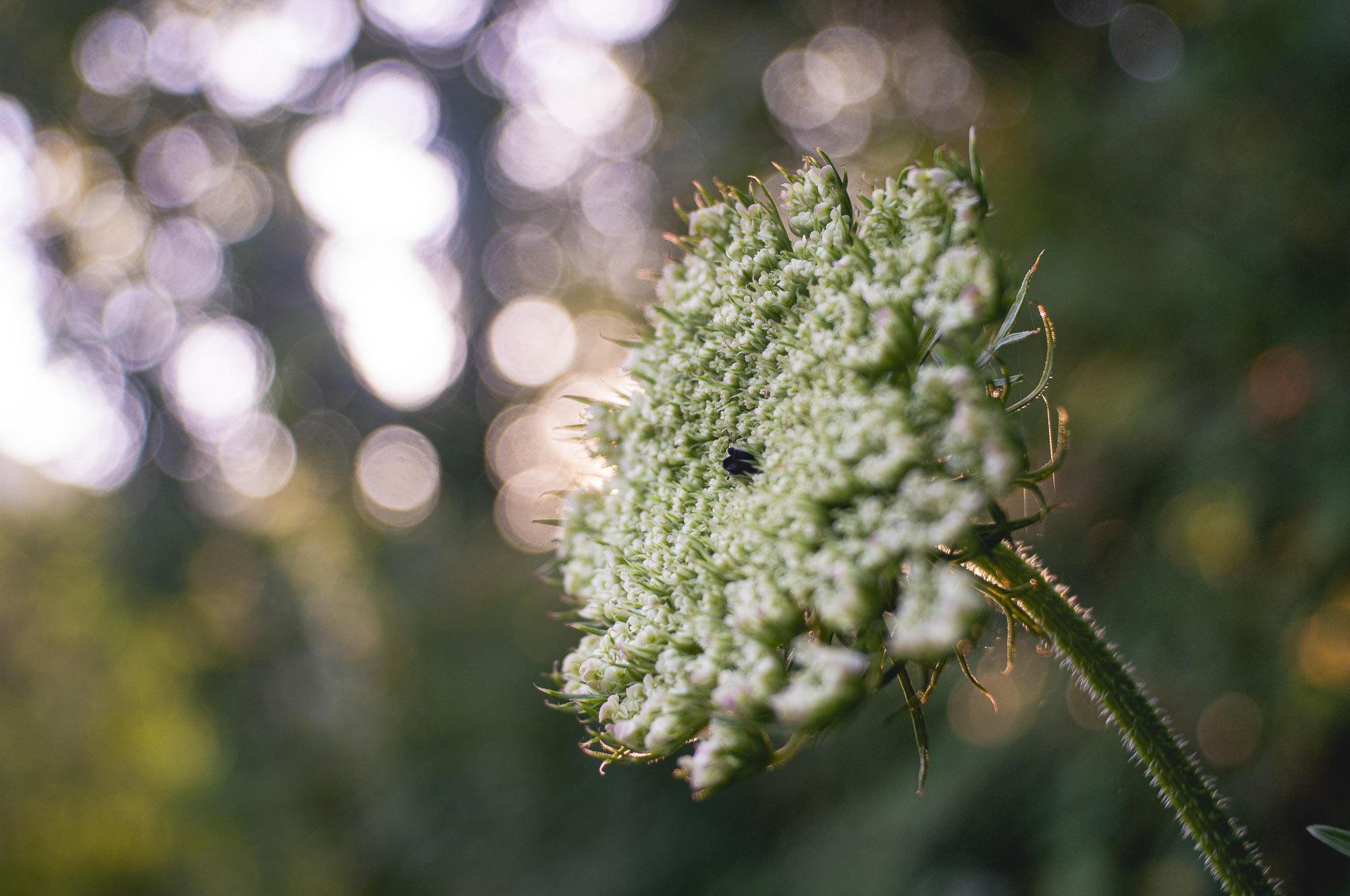 20 minuti nel bosco 7/8