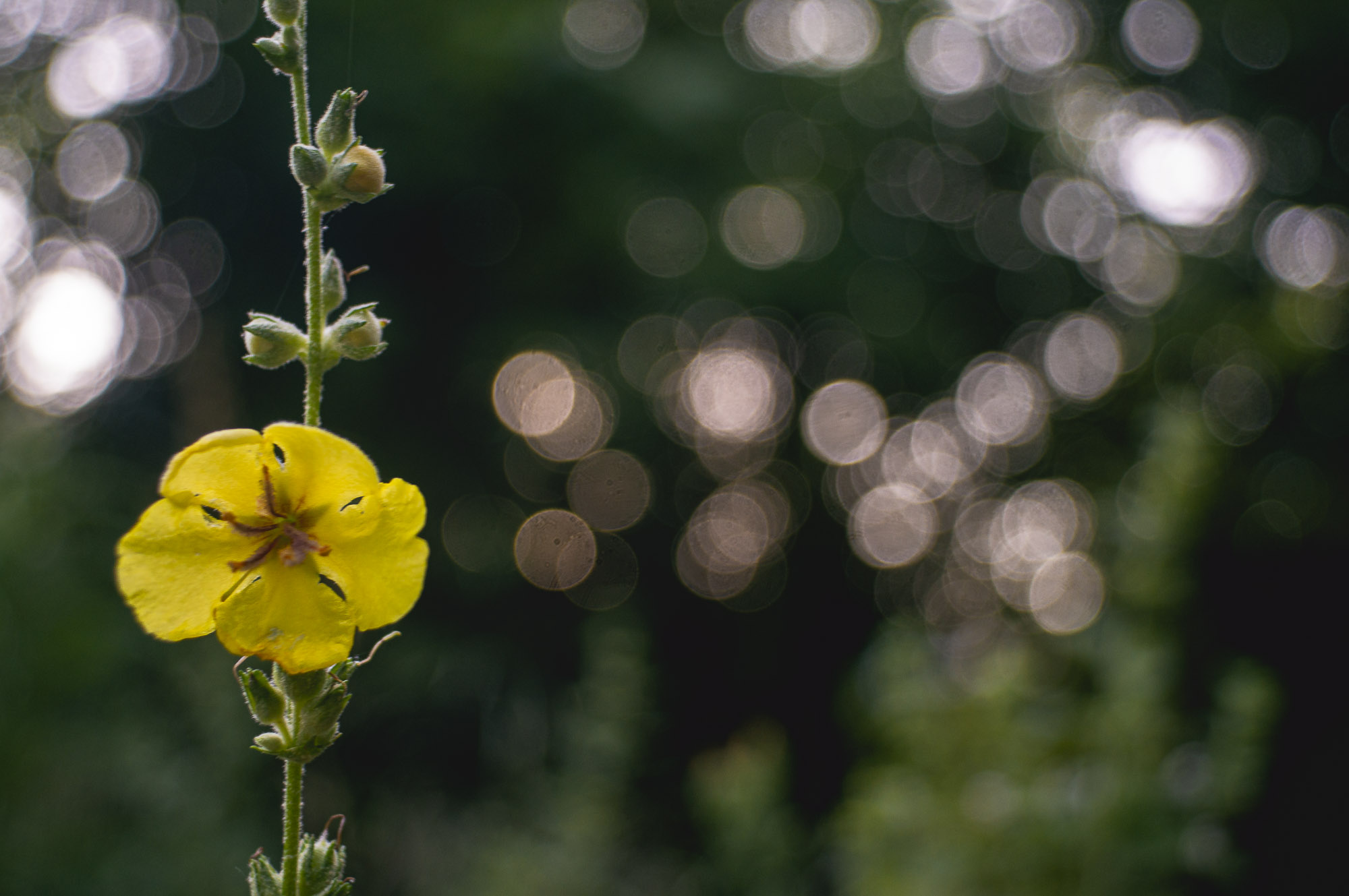 20 minuti nel bosco 8/8