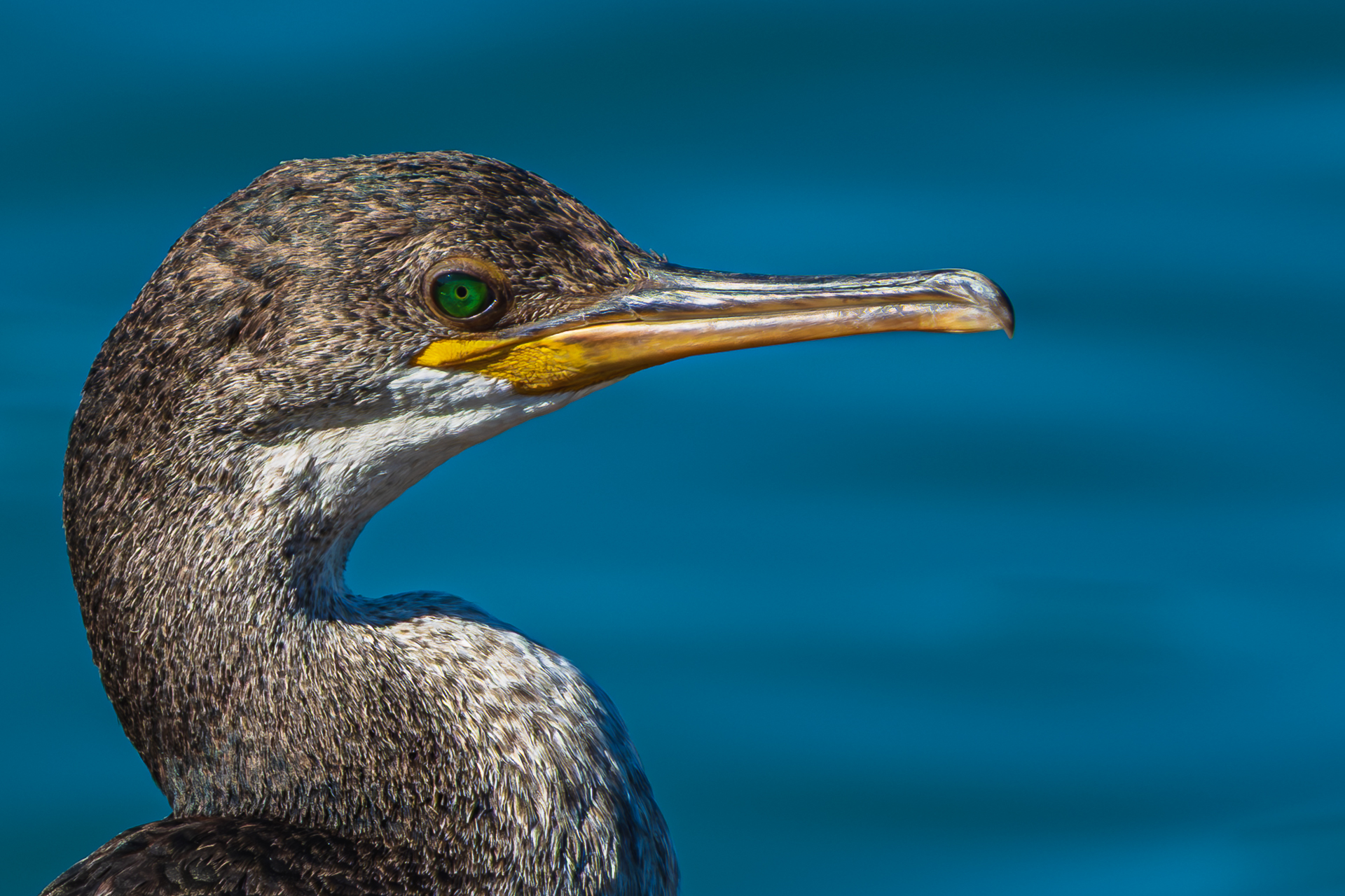 The Cormorant