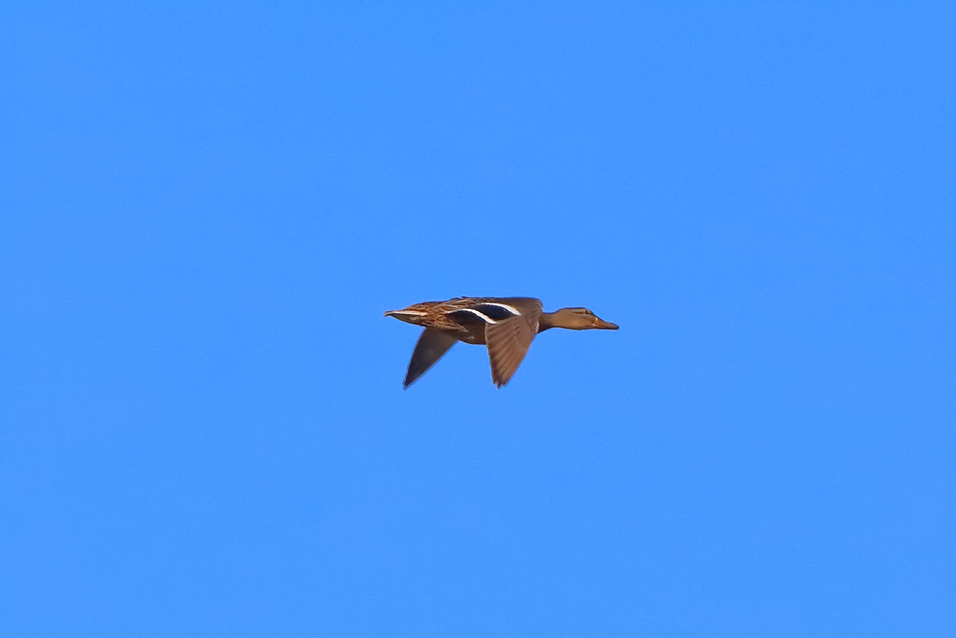 Germano R F 27 marzo 2025 - 0051