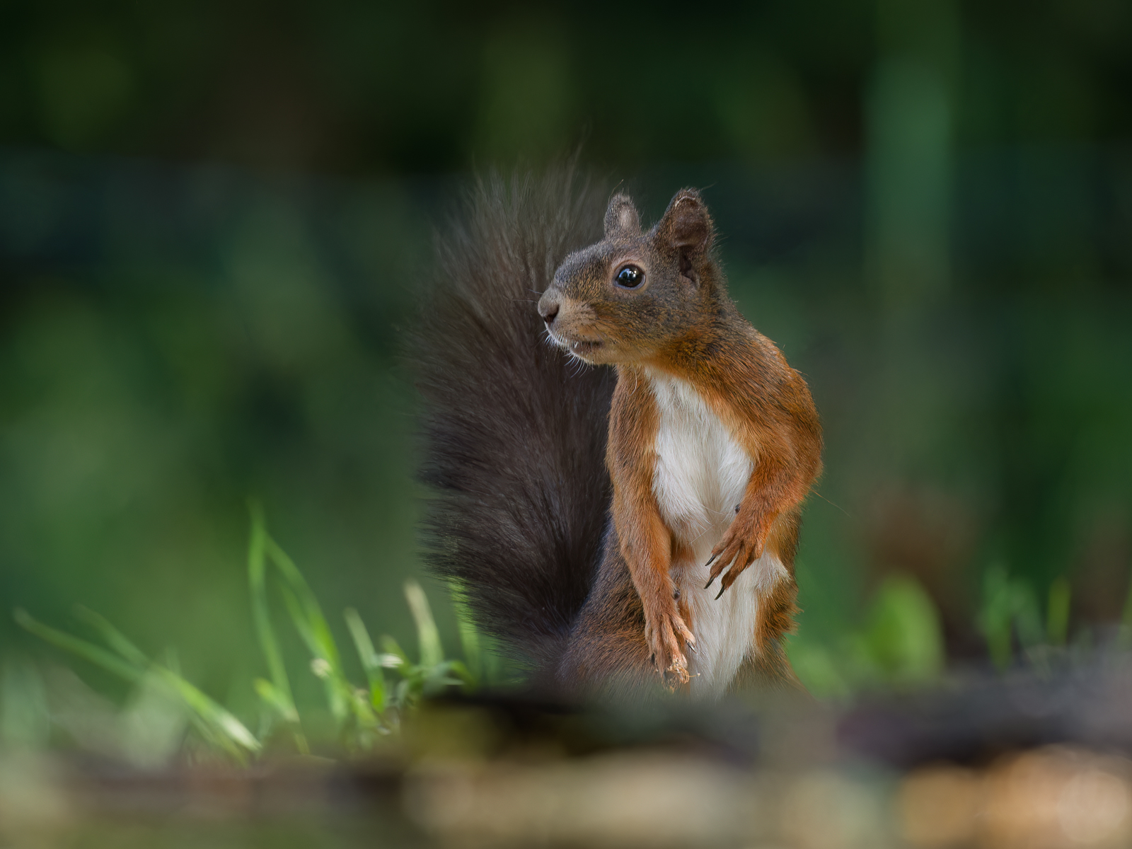 Red Squirrel