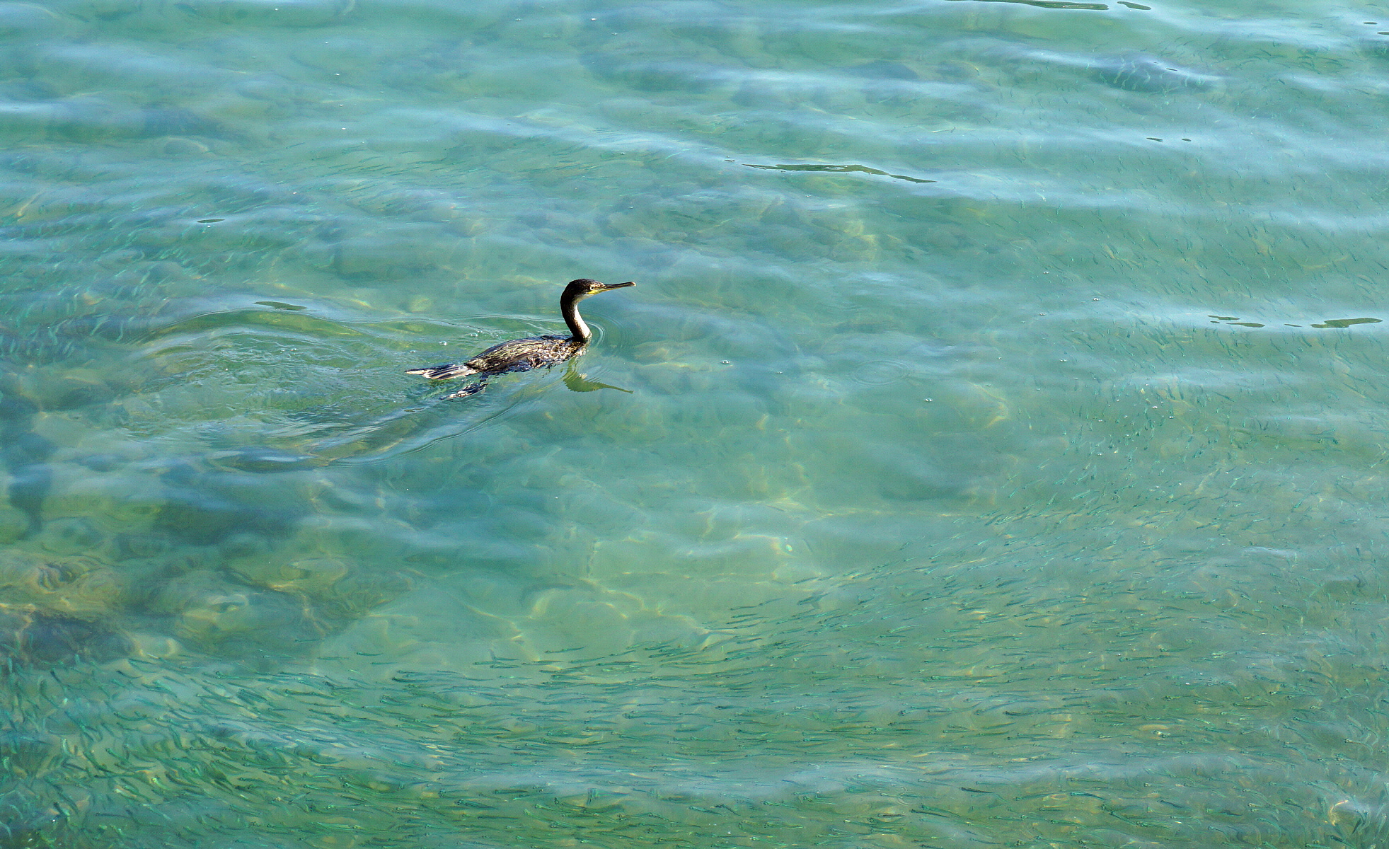 Ao', non si vede un pesce!!!