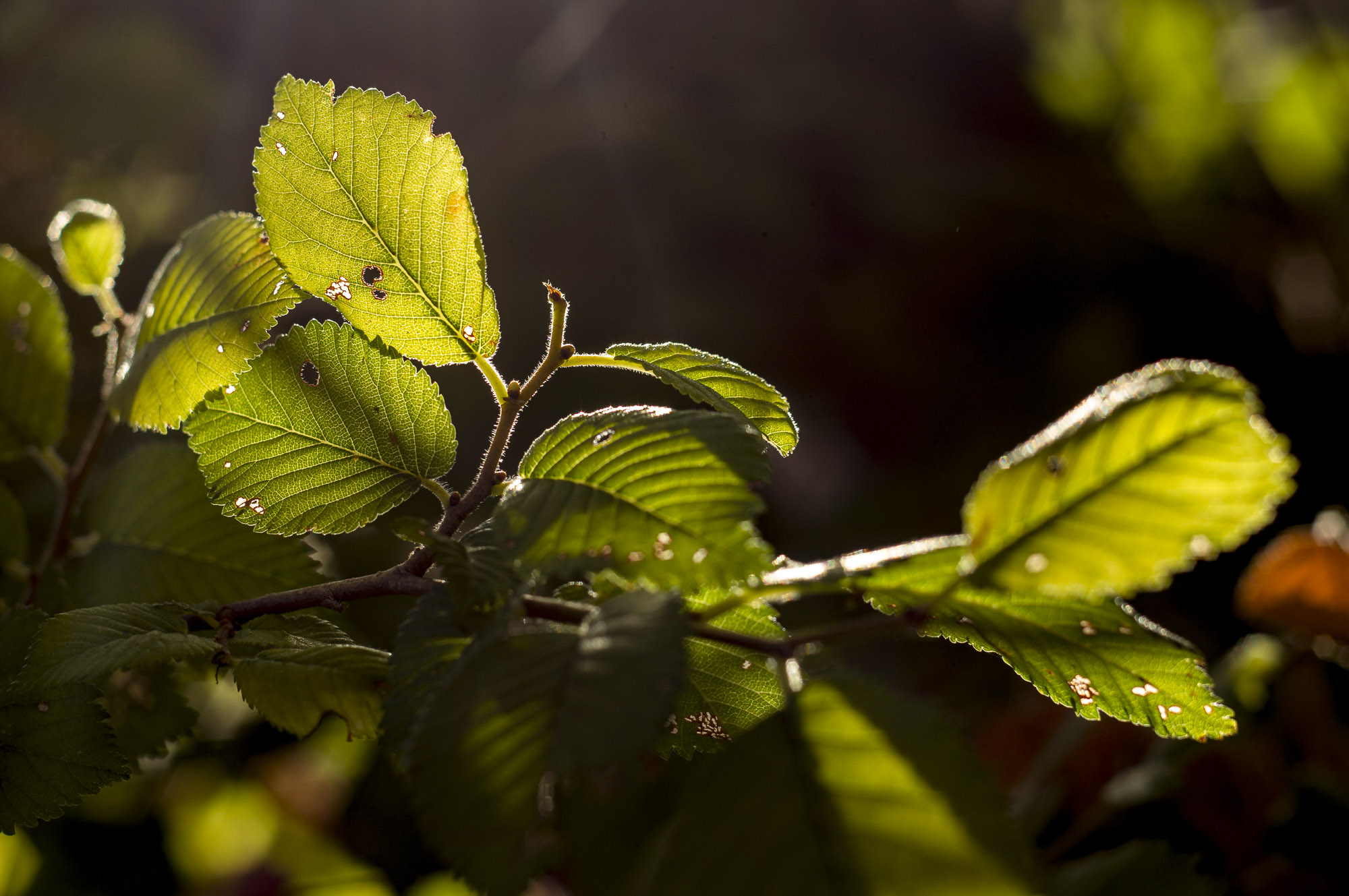 l'été dans les bois - 1