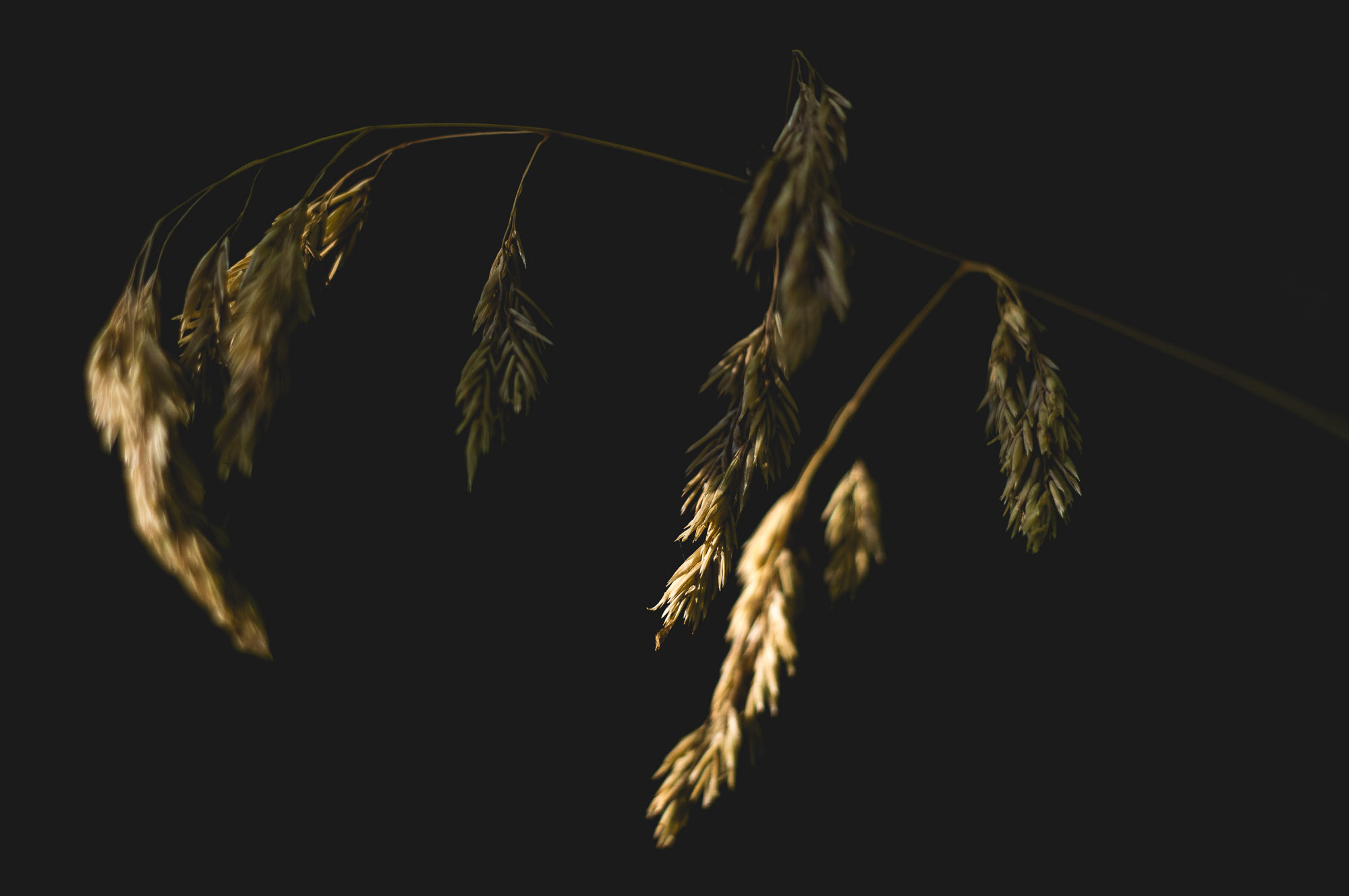 l'été dans les bois - 2