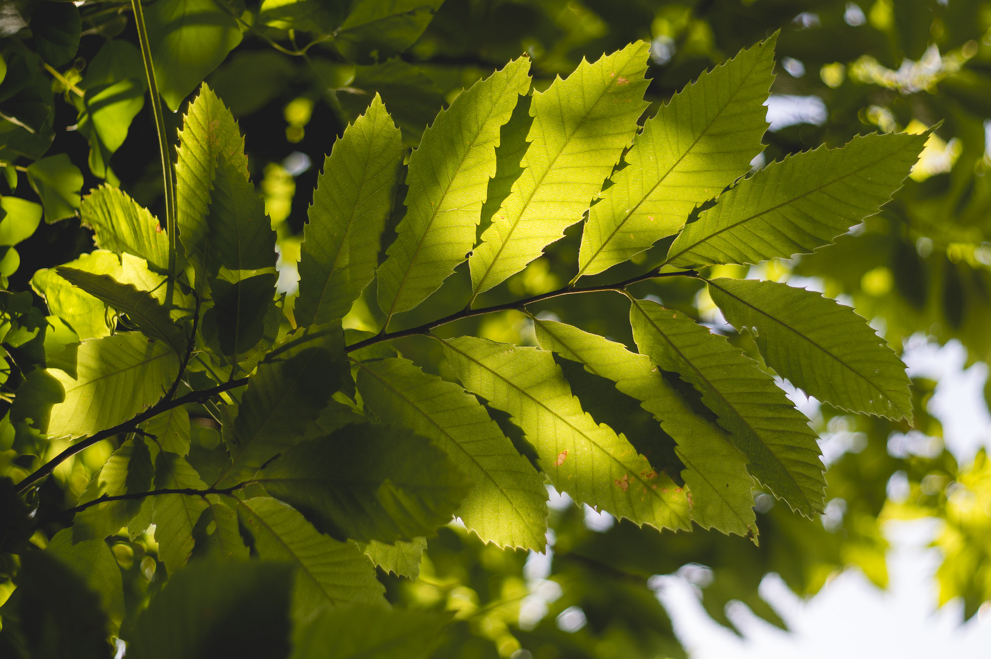 l'été dans les bois - 3