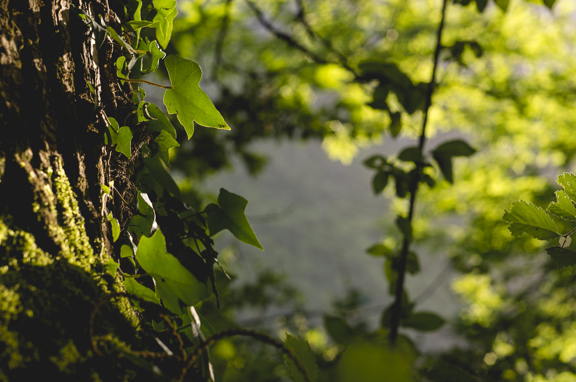 l'été dans les bois - 4