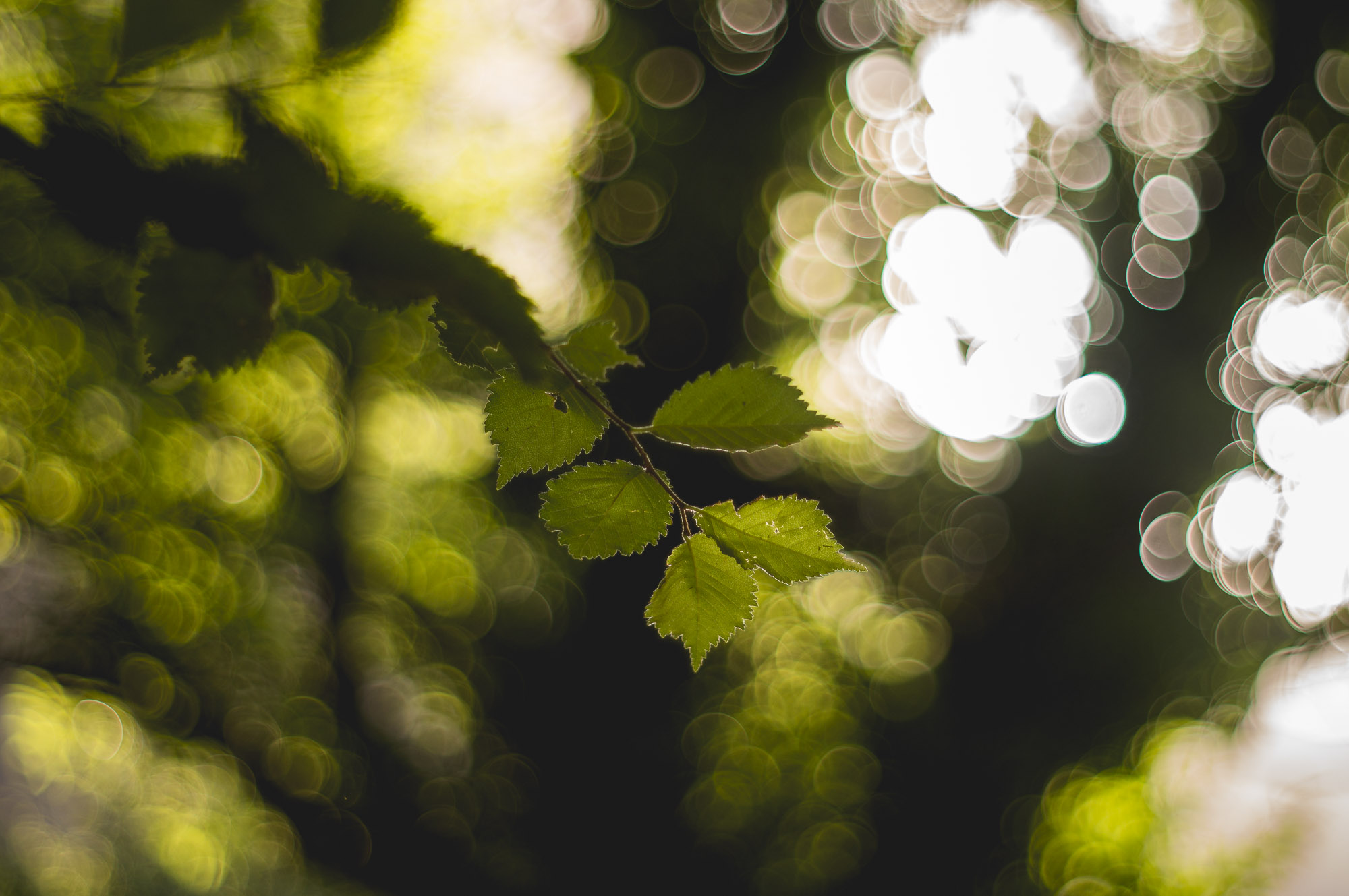 l'été dans les bois - 5