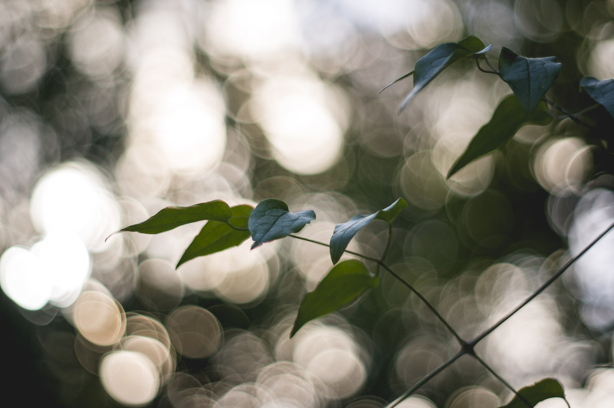 l'été dans les bois - 6