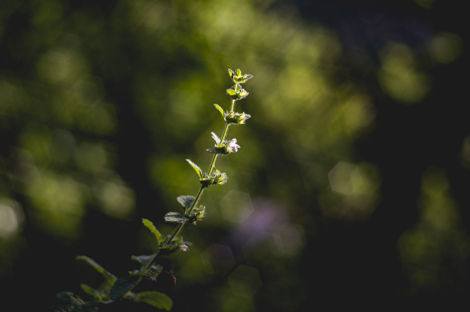 l'été dans les bois - 7