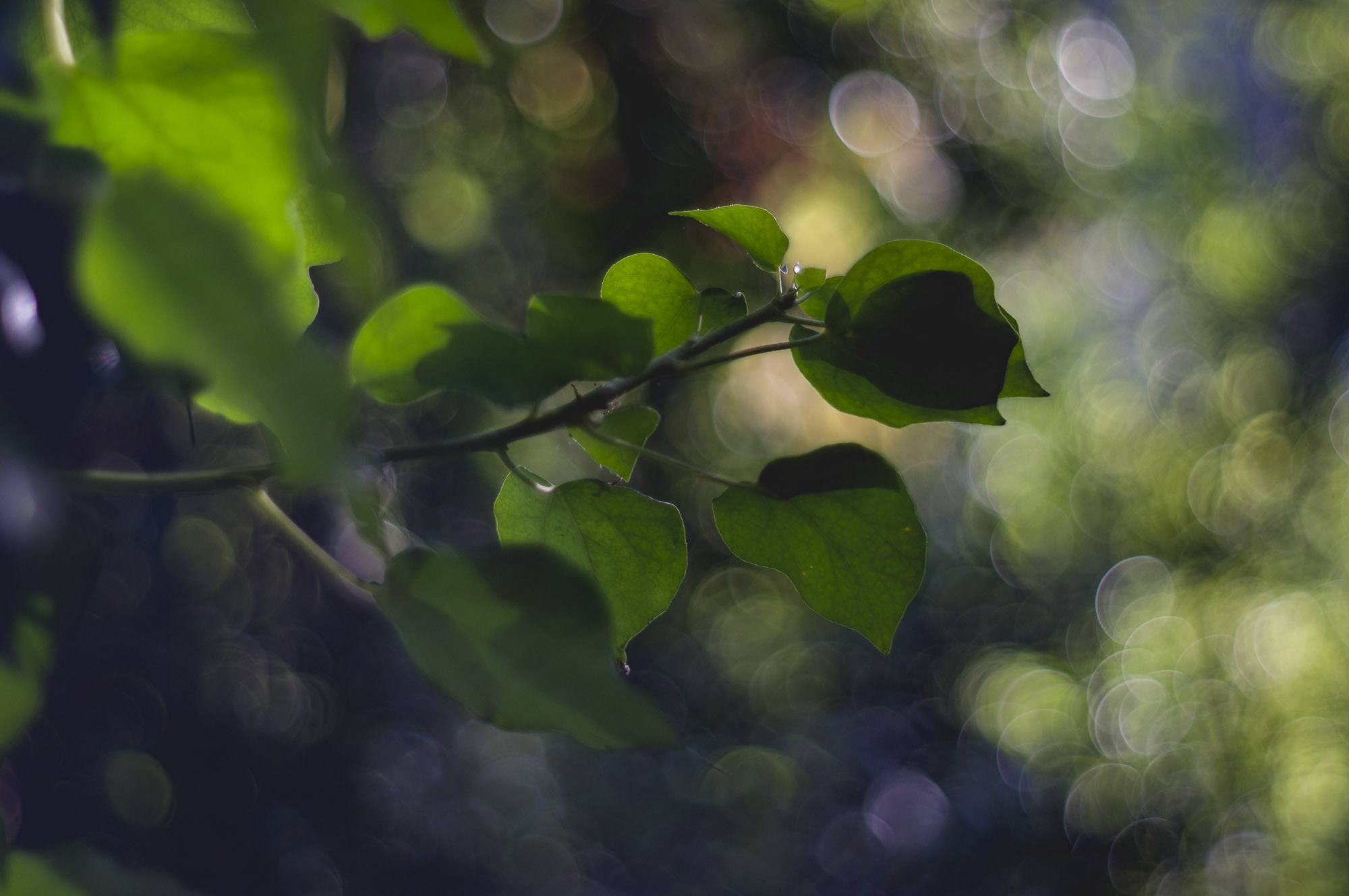 l'été dans les bois - 8