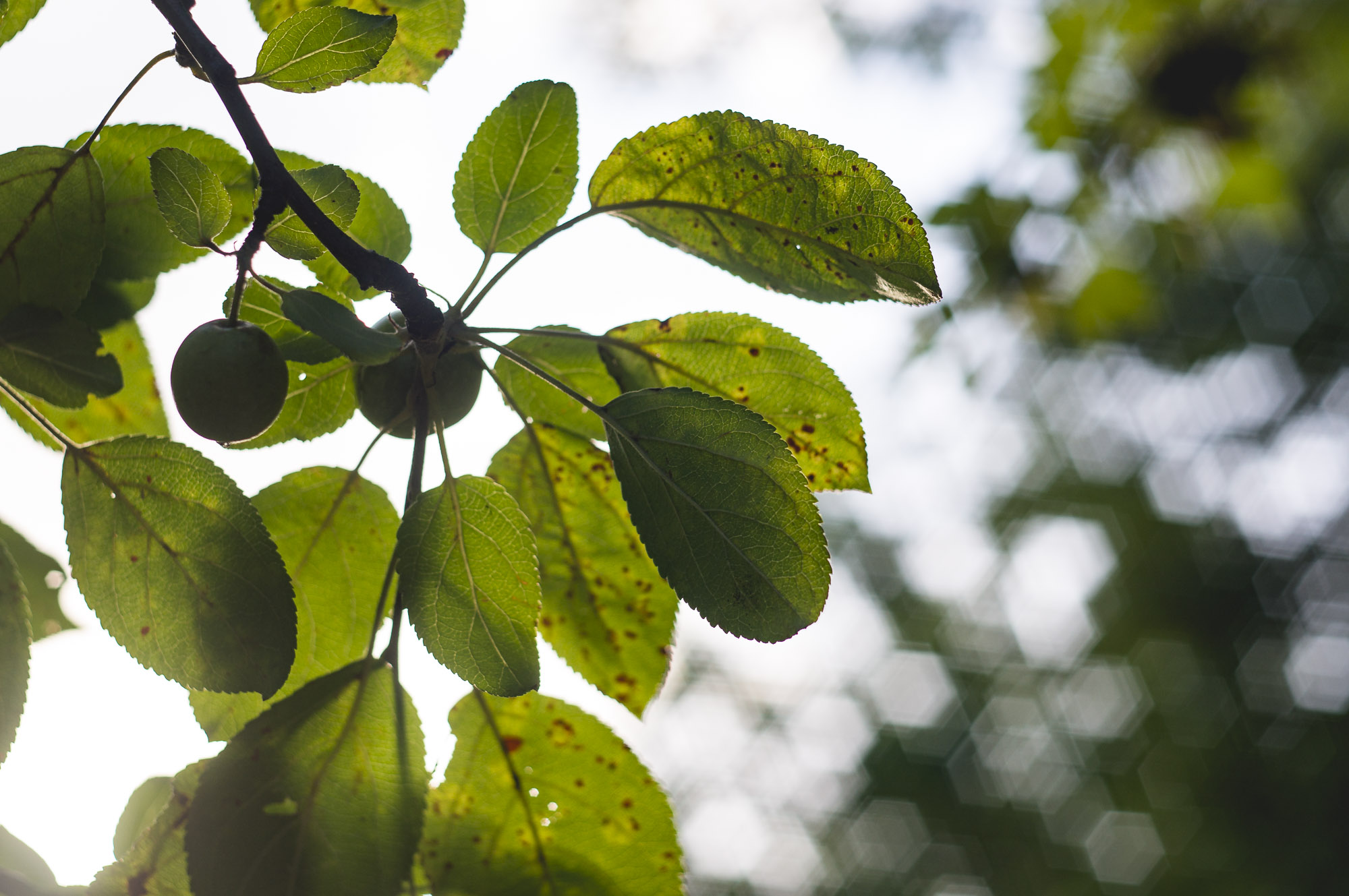 l'été dans les bois - 9