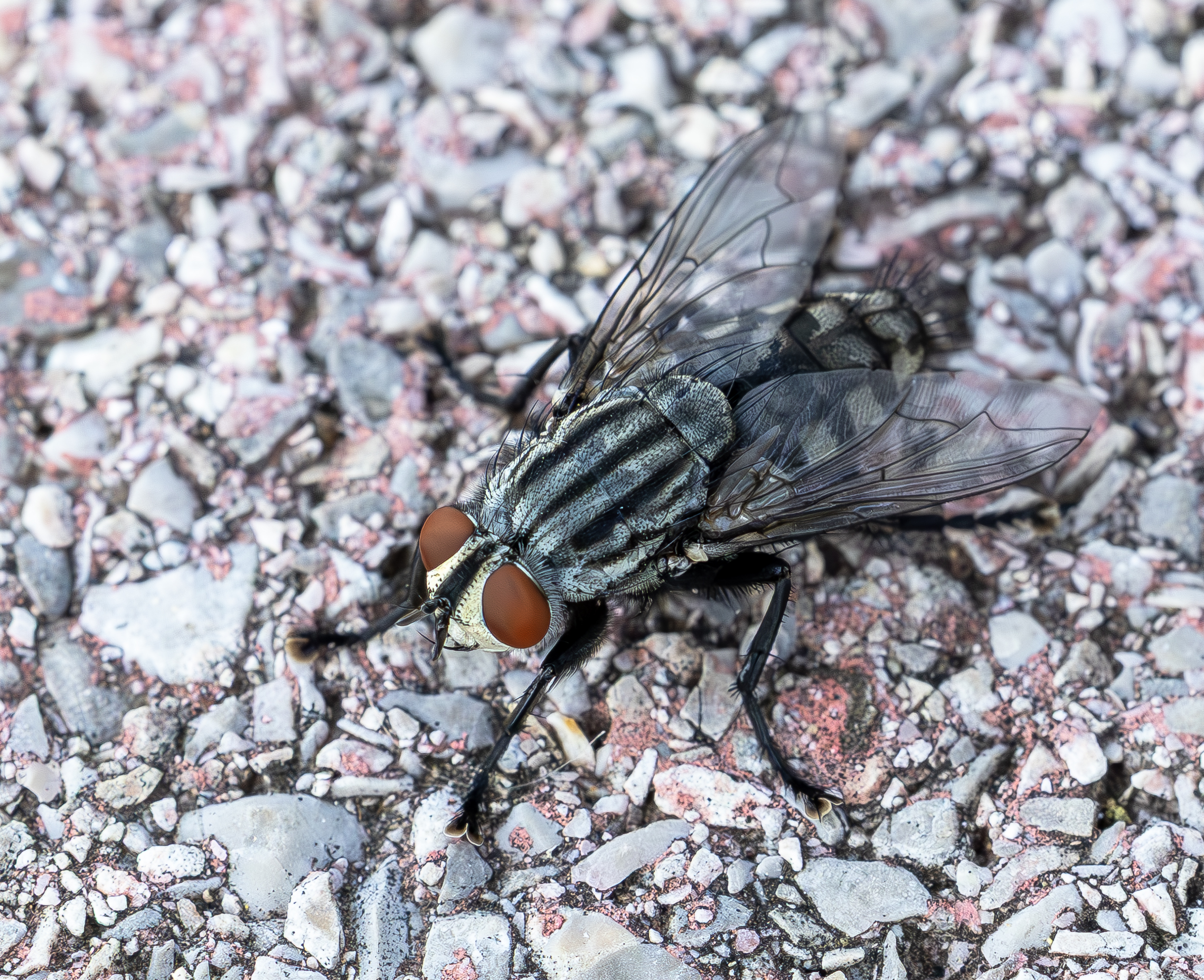 Mosca