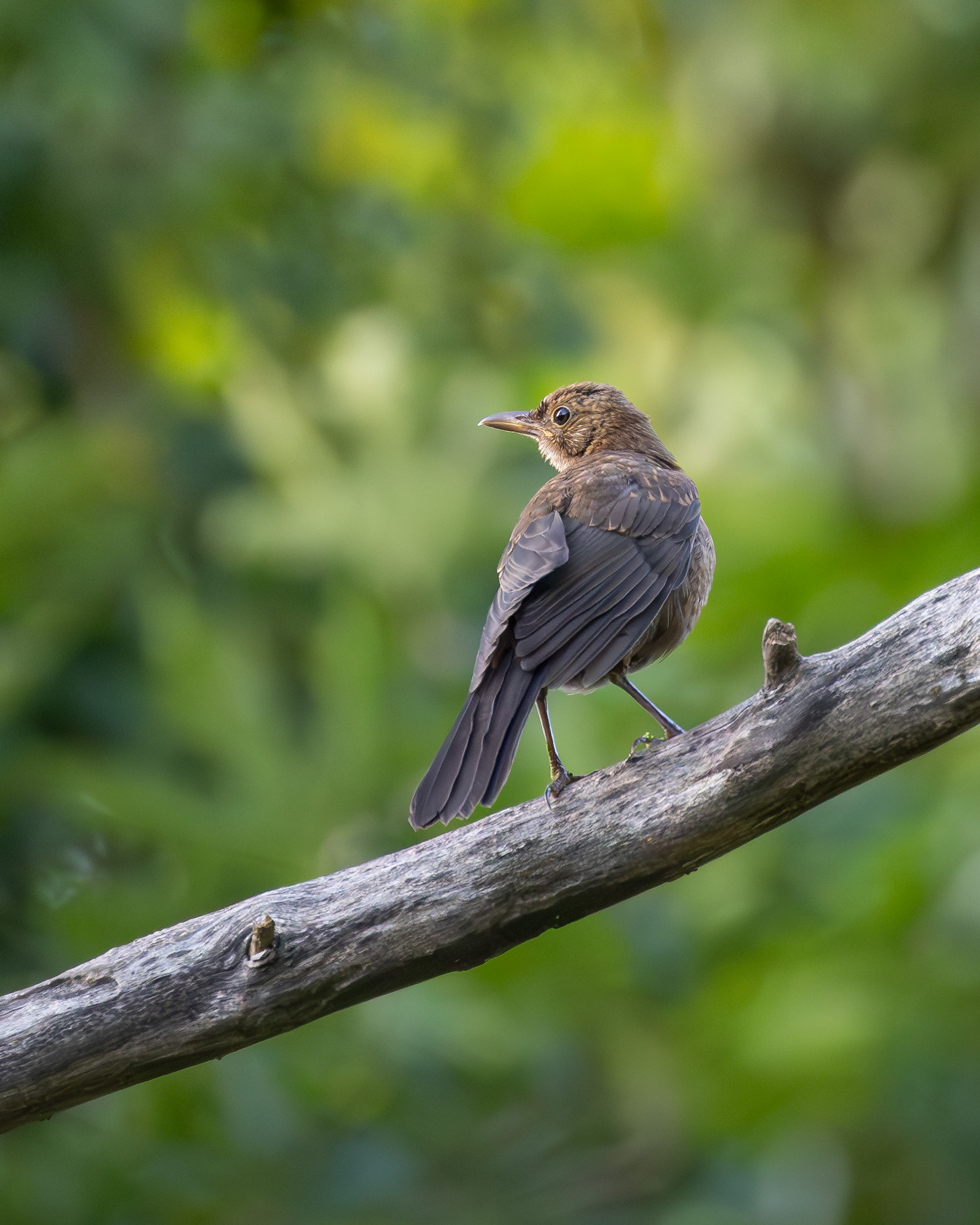 Young blackbird