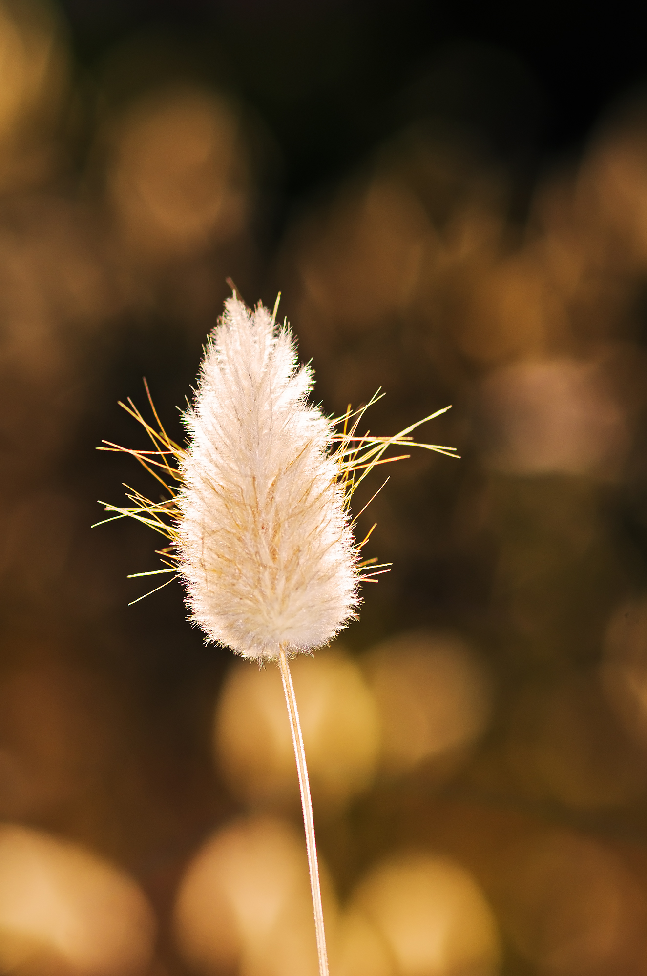 Lagurus ovatus L. - Poaceae