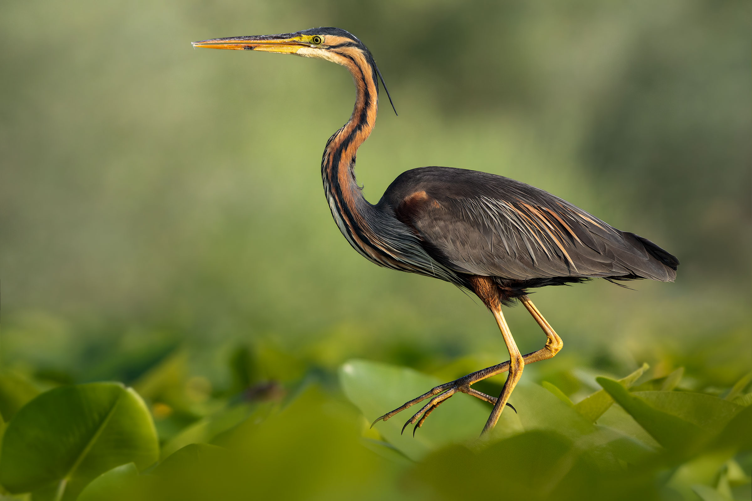 The colors of Summer, Red...