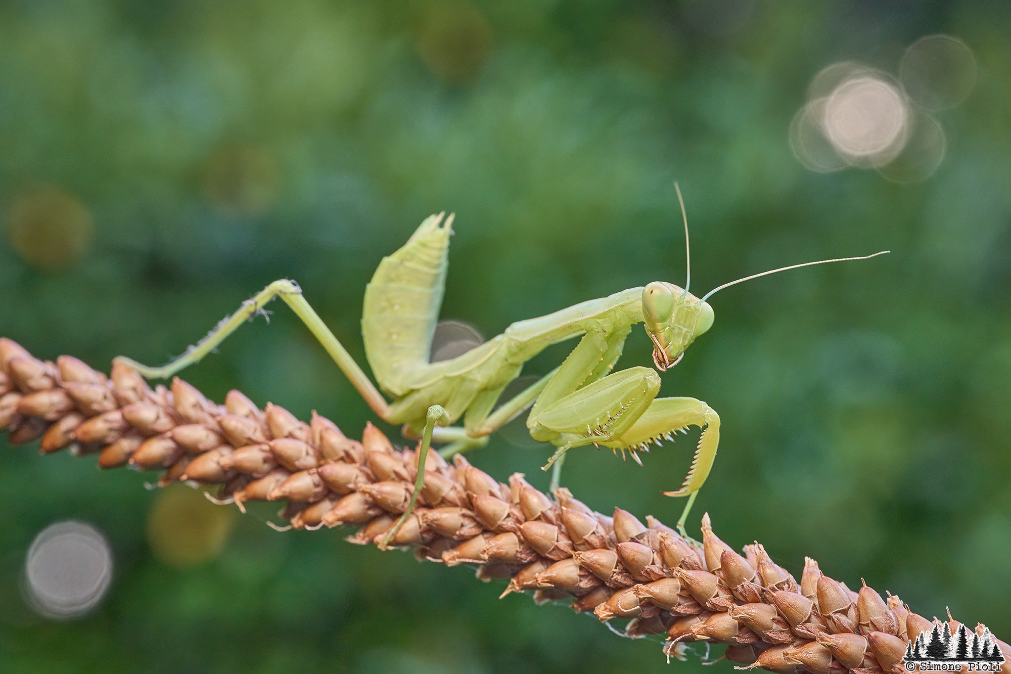 Green Mantis Juv.