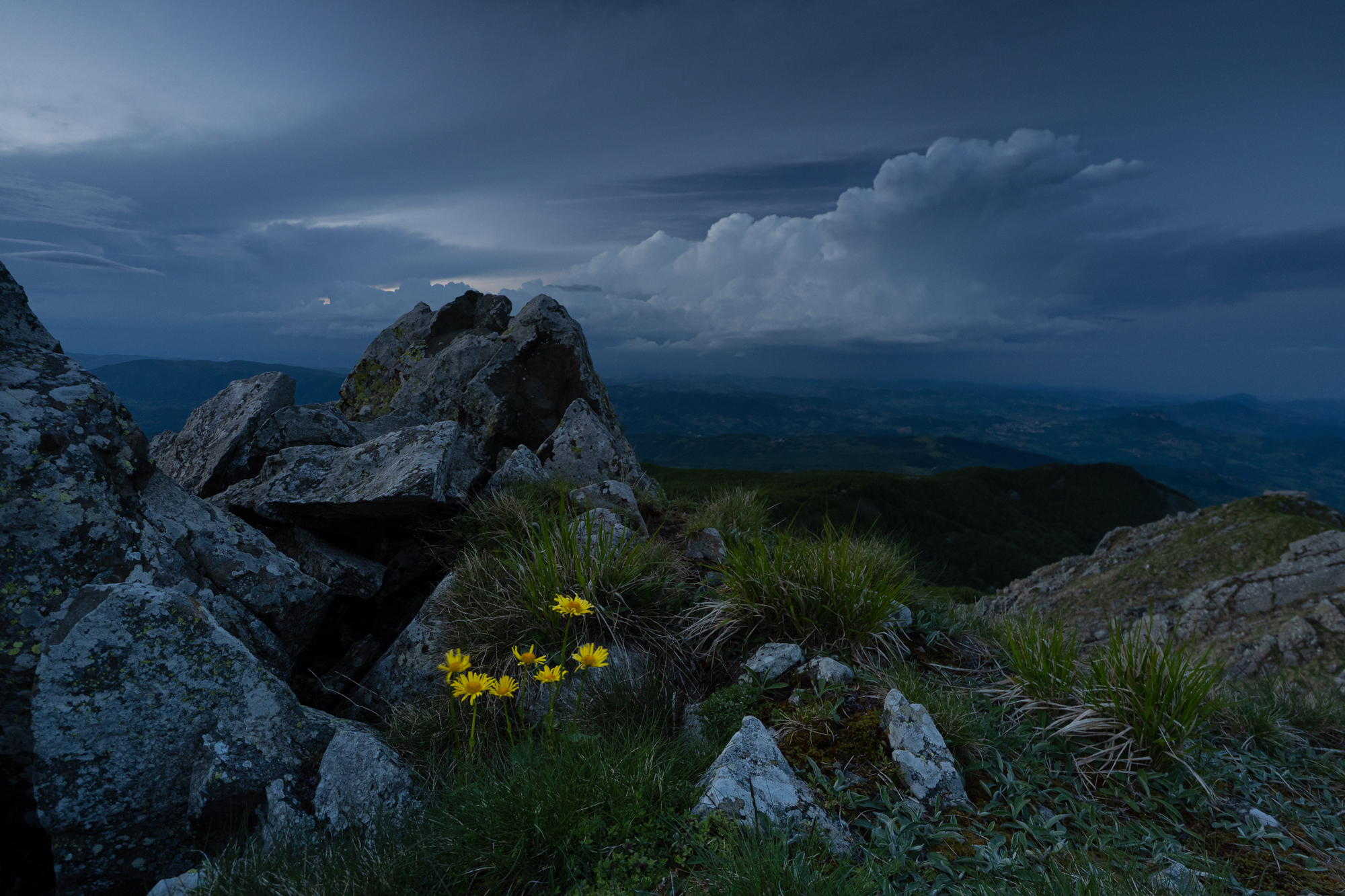 Daisies at high altitude