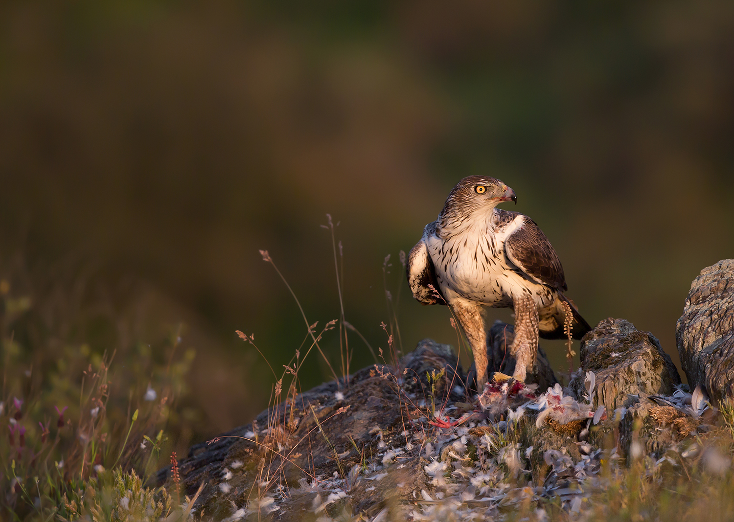aquila del Bonelli