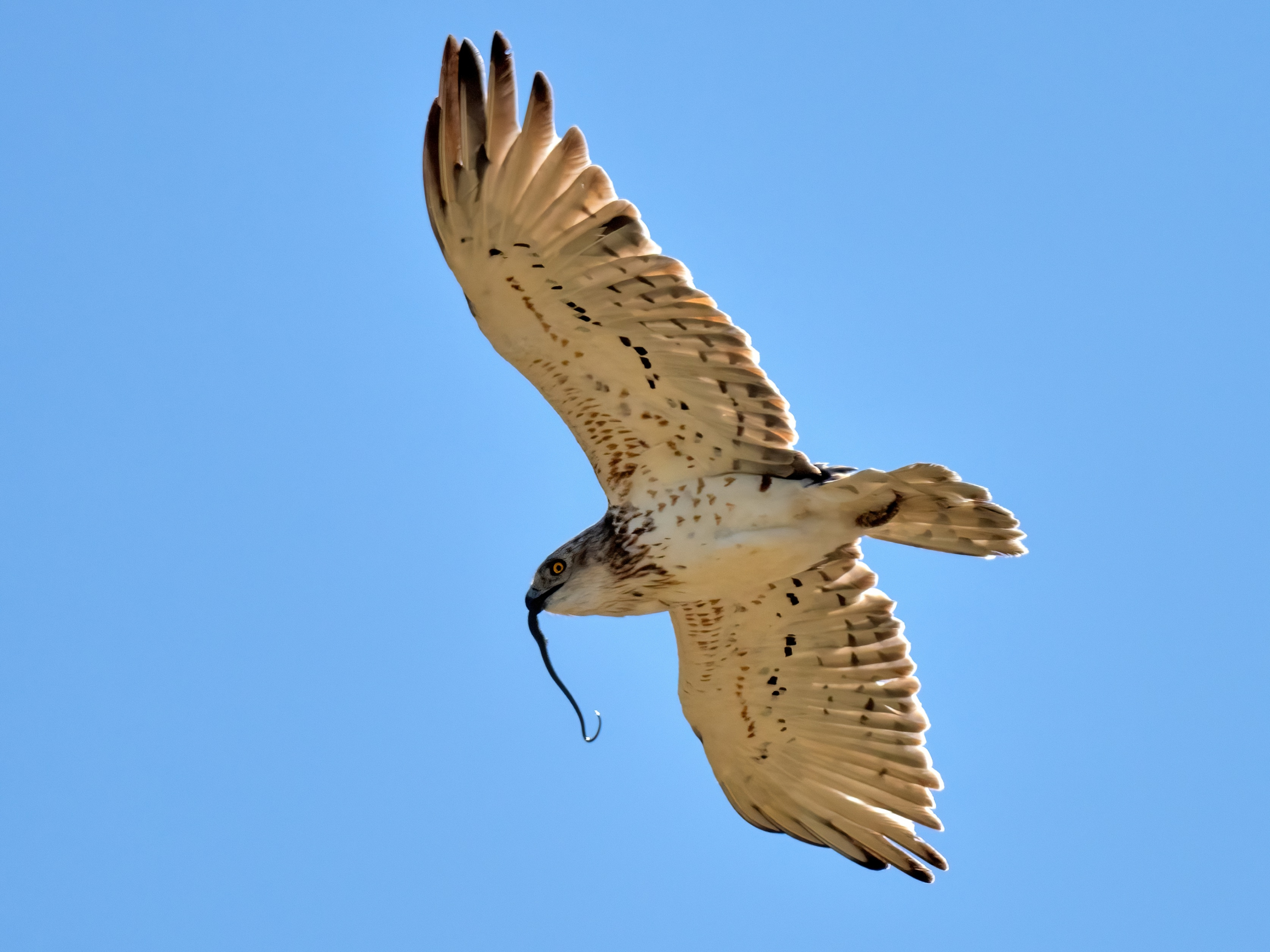 Biancone o Aquila dei serpenti (Circaetus gallicus)