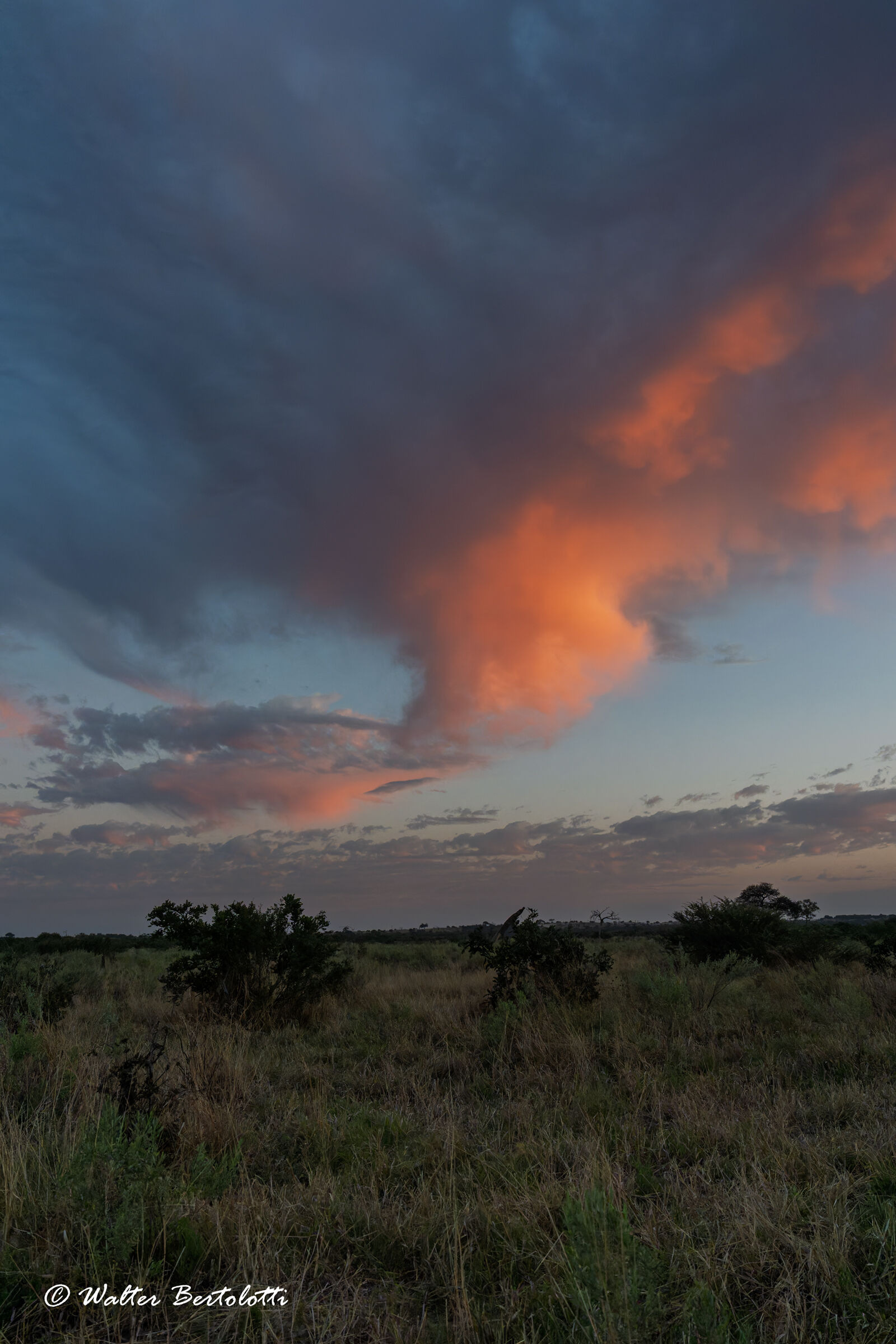 mattinata contrastata