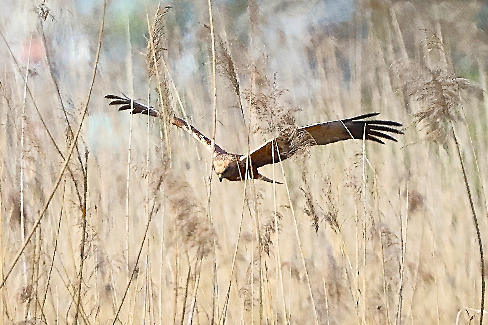 Falco di palude M 05 aprile 2025 - 0244