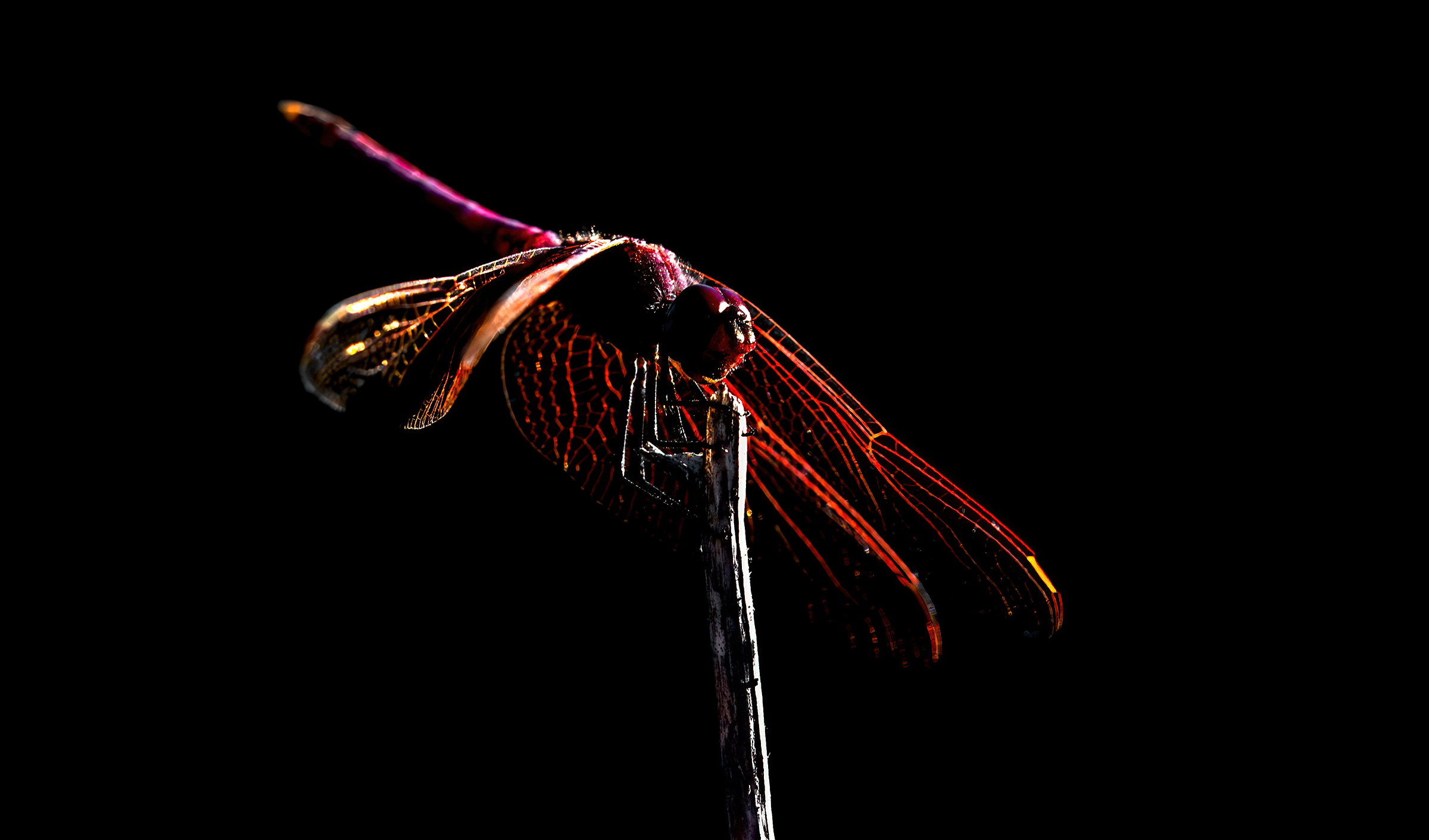 Dragonfly