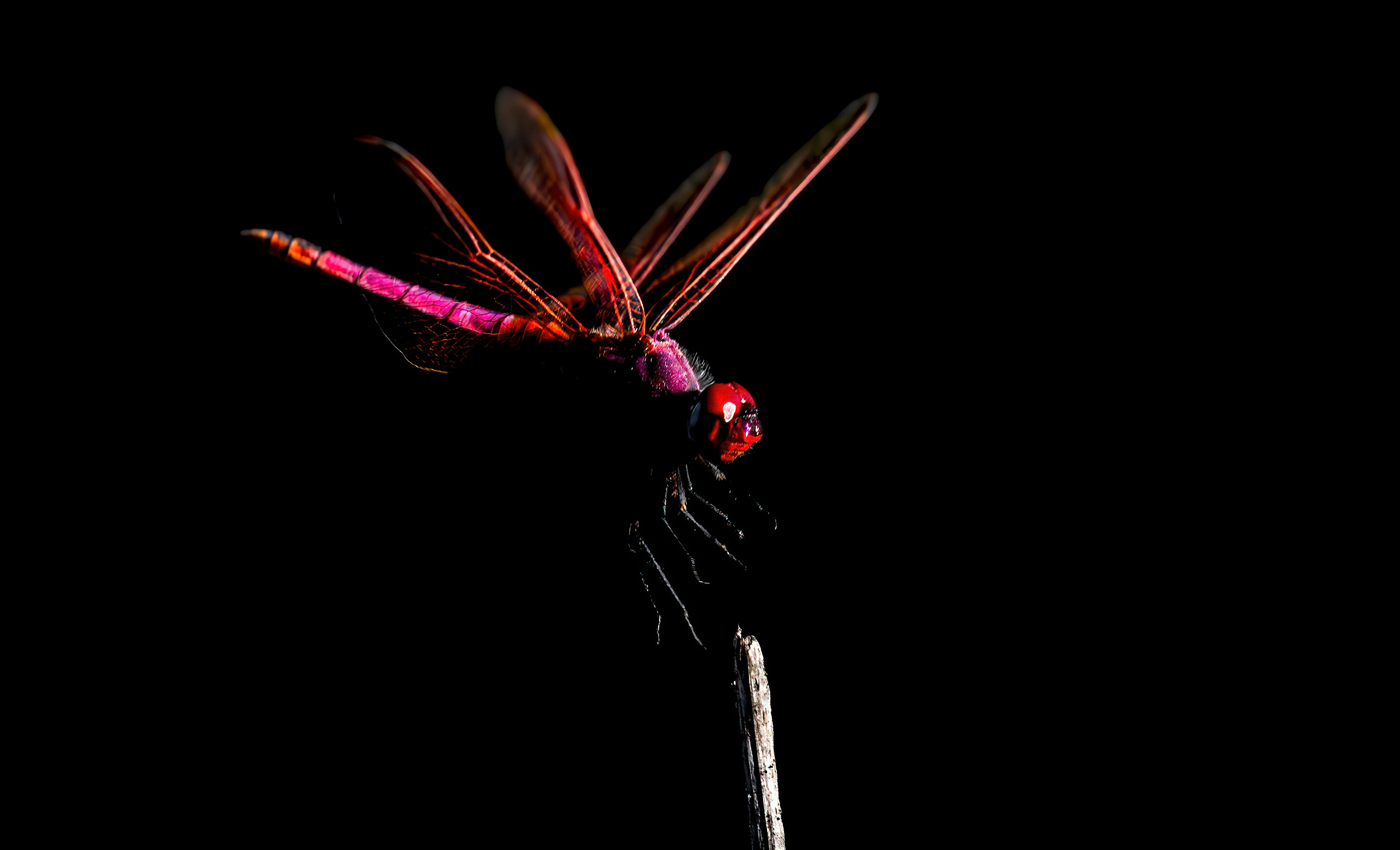 Atterraggio della libellula