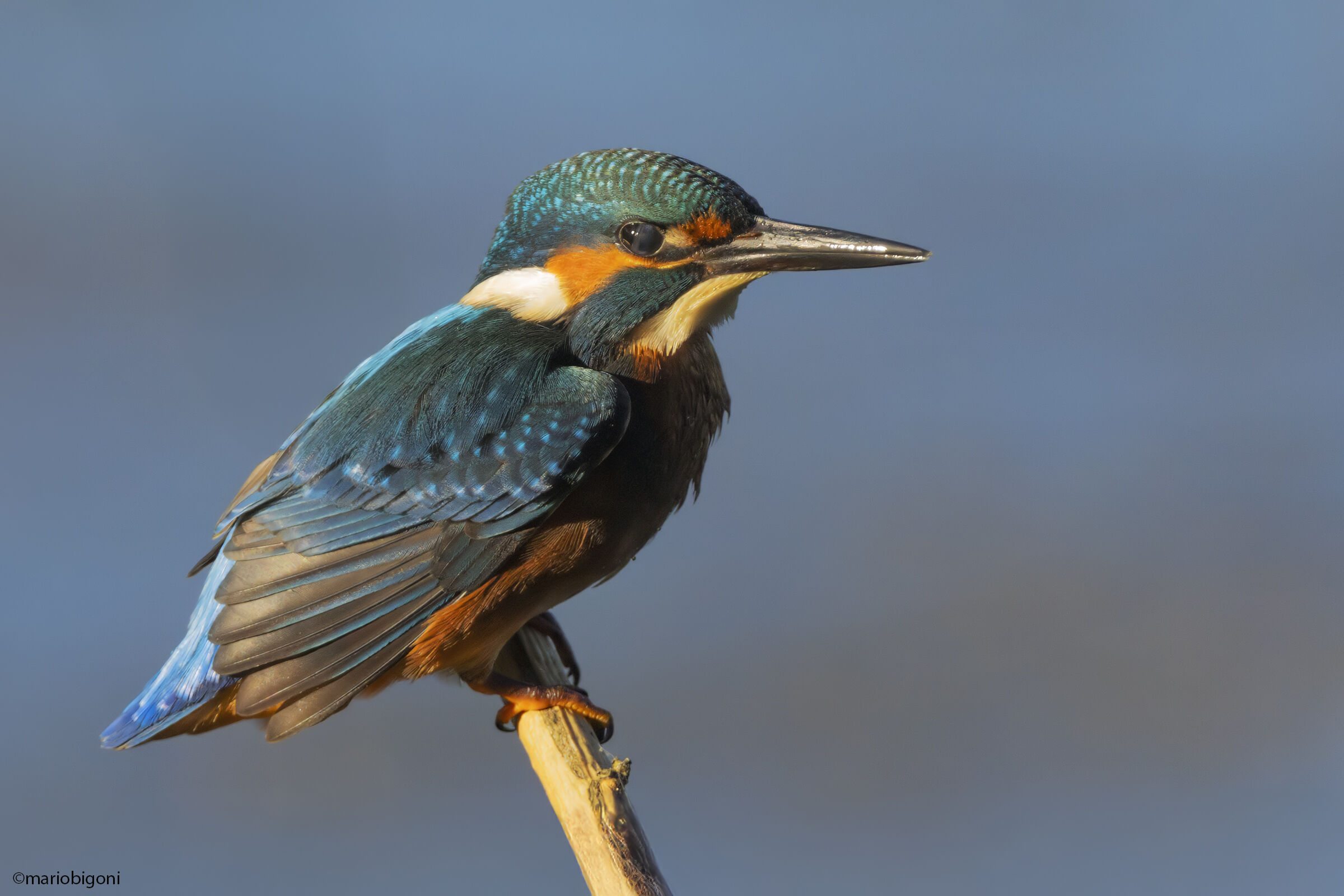 Male kingfisher