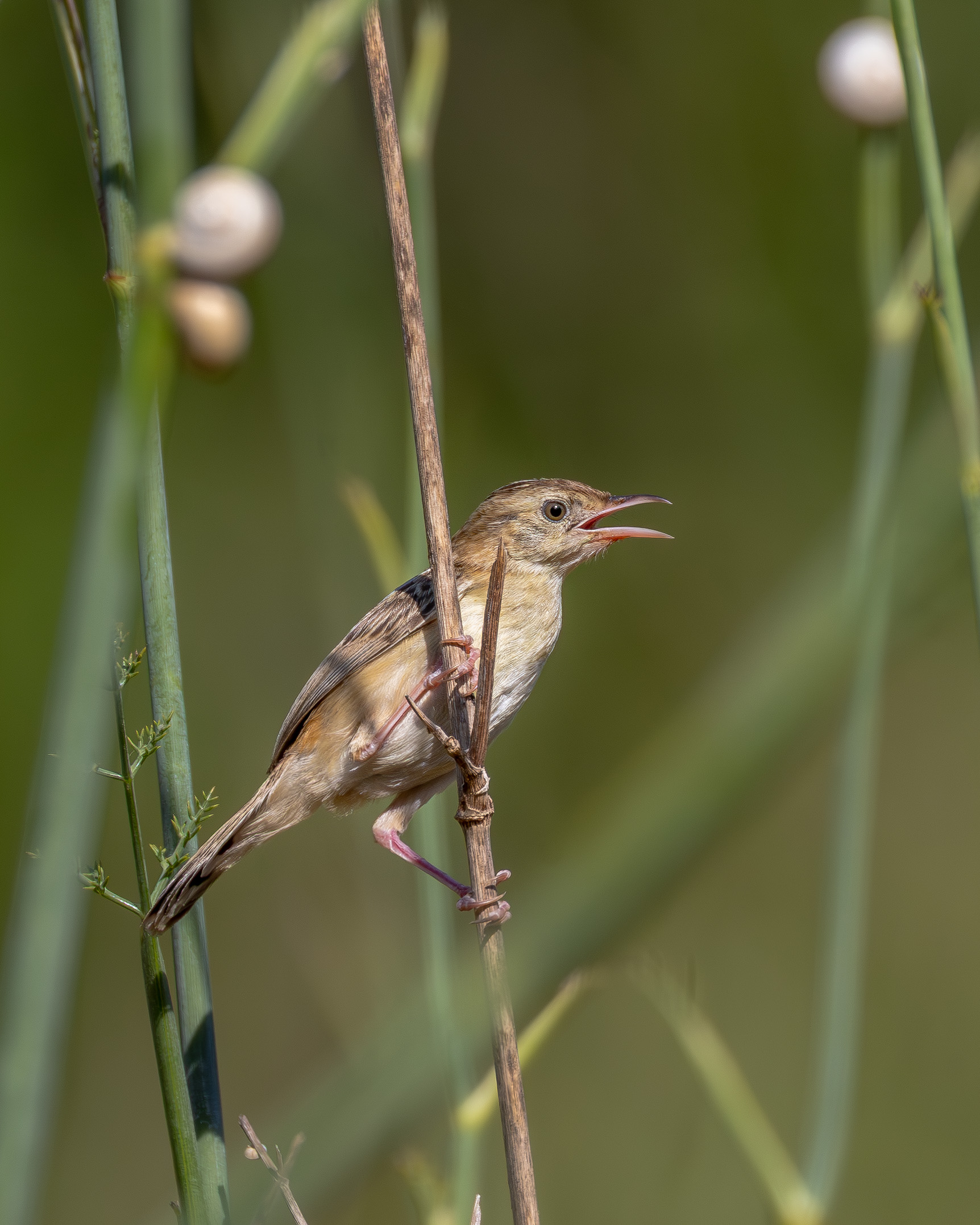 Snipe